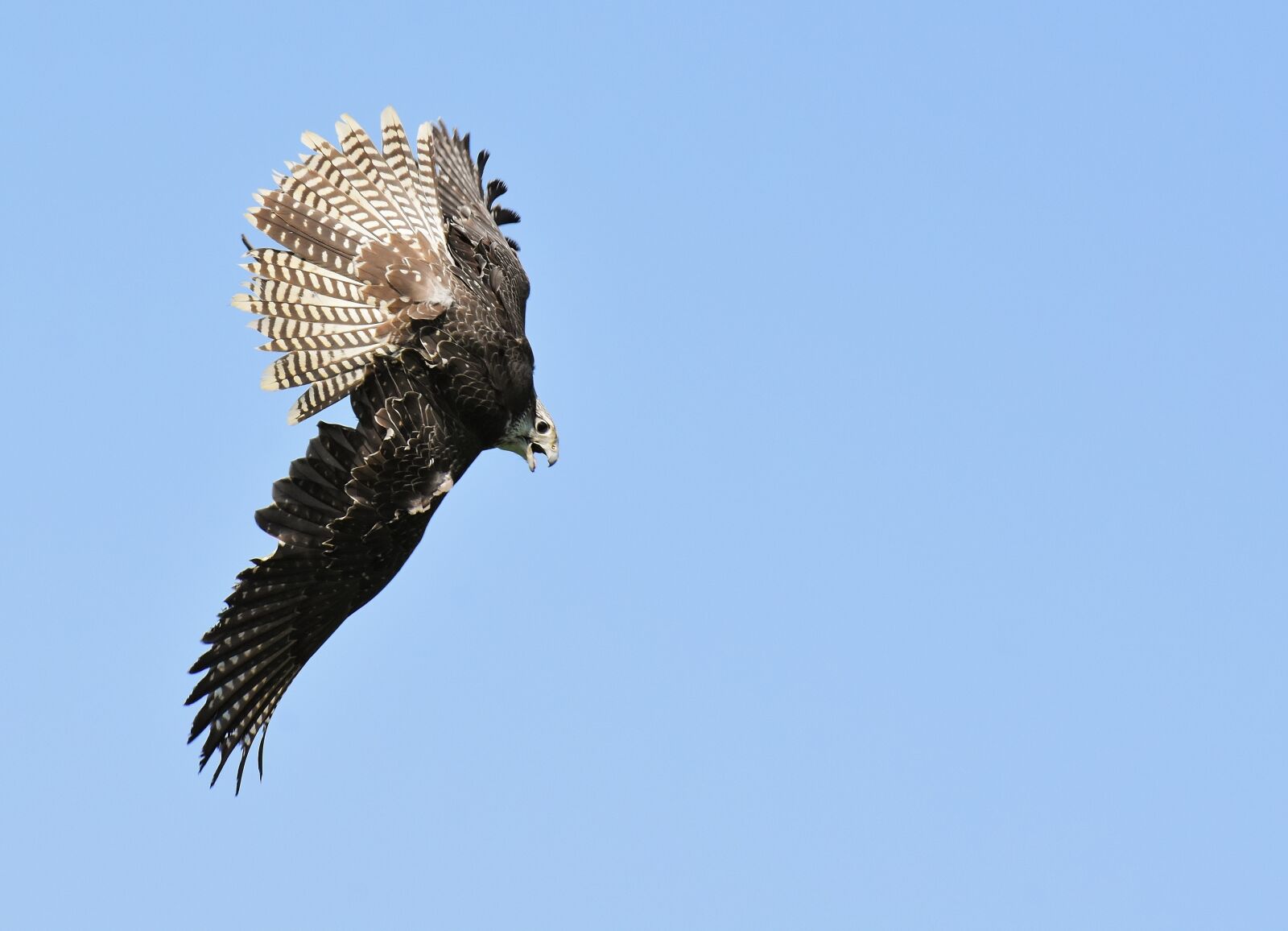 Nikon D7200 sample photo. Falcon, bird of prey photography