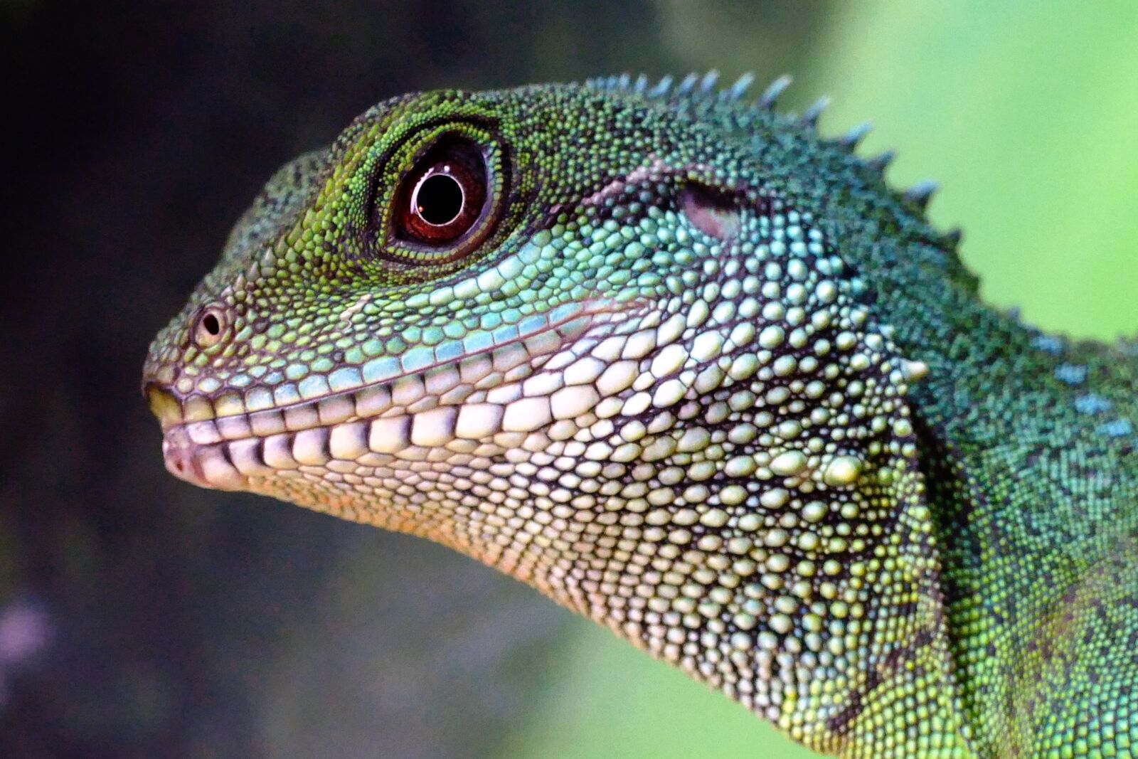 Panasonic Lumix DMC-FZ1000 sample photo. Chinese water dragon, head photography