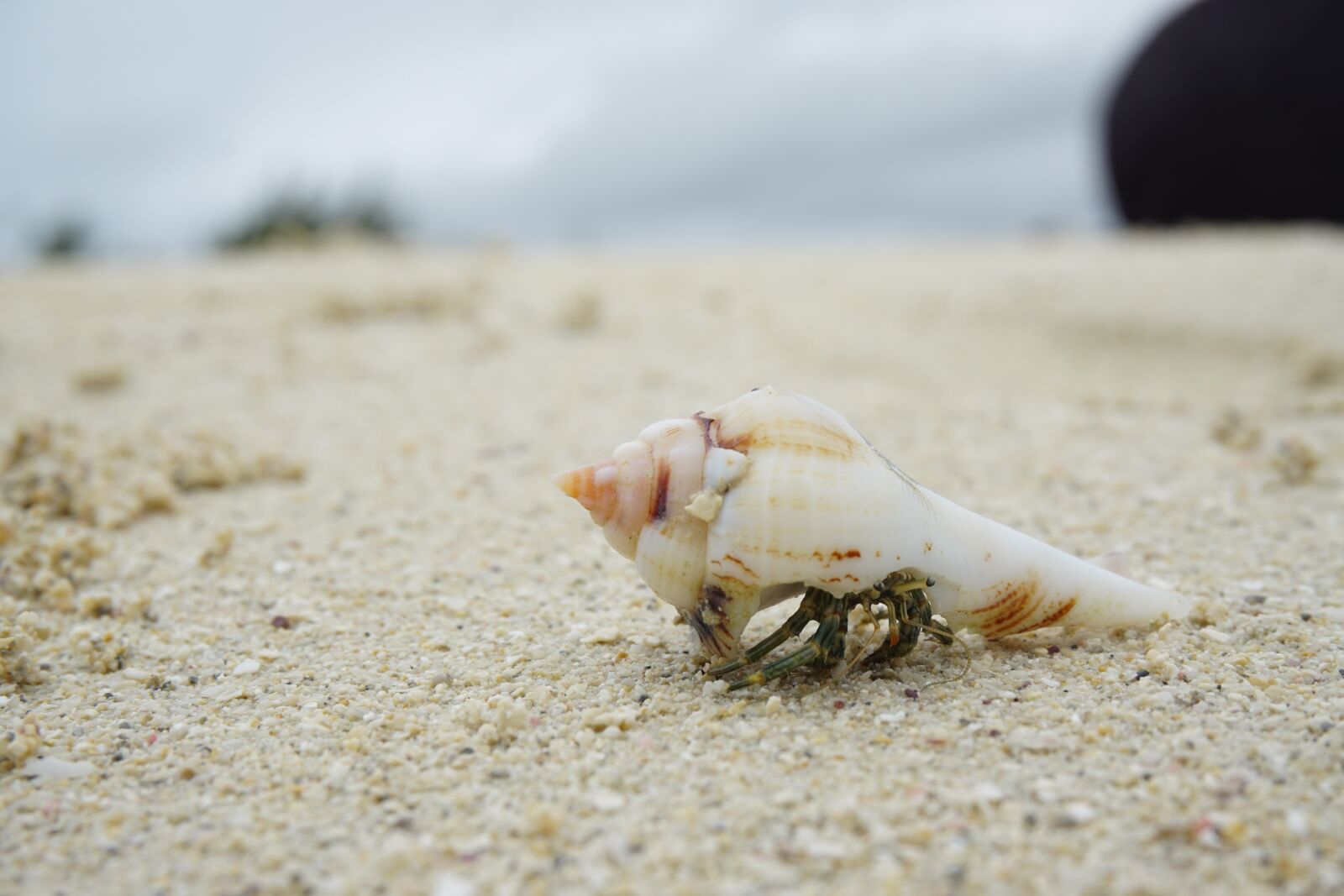 Sony a6000 sample photo. Beach, crab, cancer photography