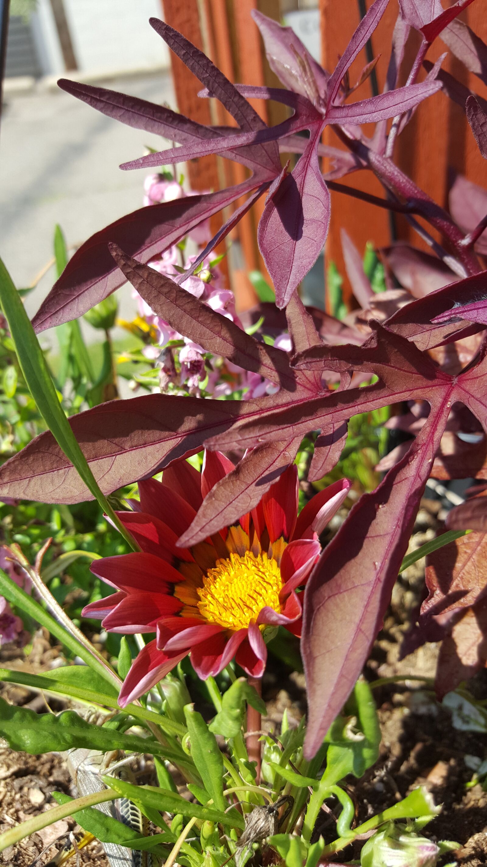 Samsung Galaxy Note5 sample photo. Dark red, gaznia, purple photography
