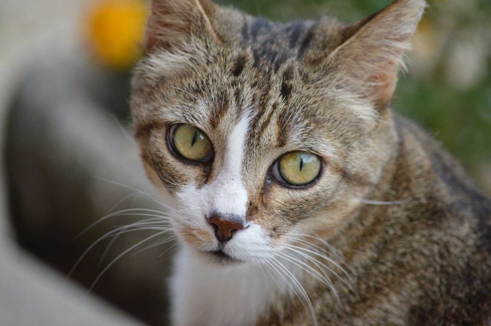 Nikon D3200 sample photo. Cat, portrait, eyes photography