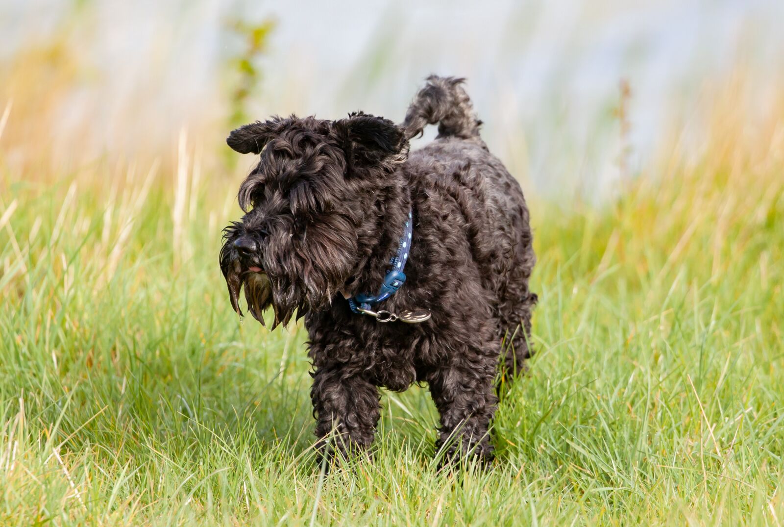 Canon EOS 5D Mark II + Canon EF 100-400mm F4.5-5.6L IS II USM sample photo. Black small dog, scotty photography