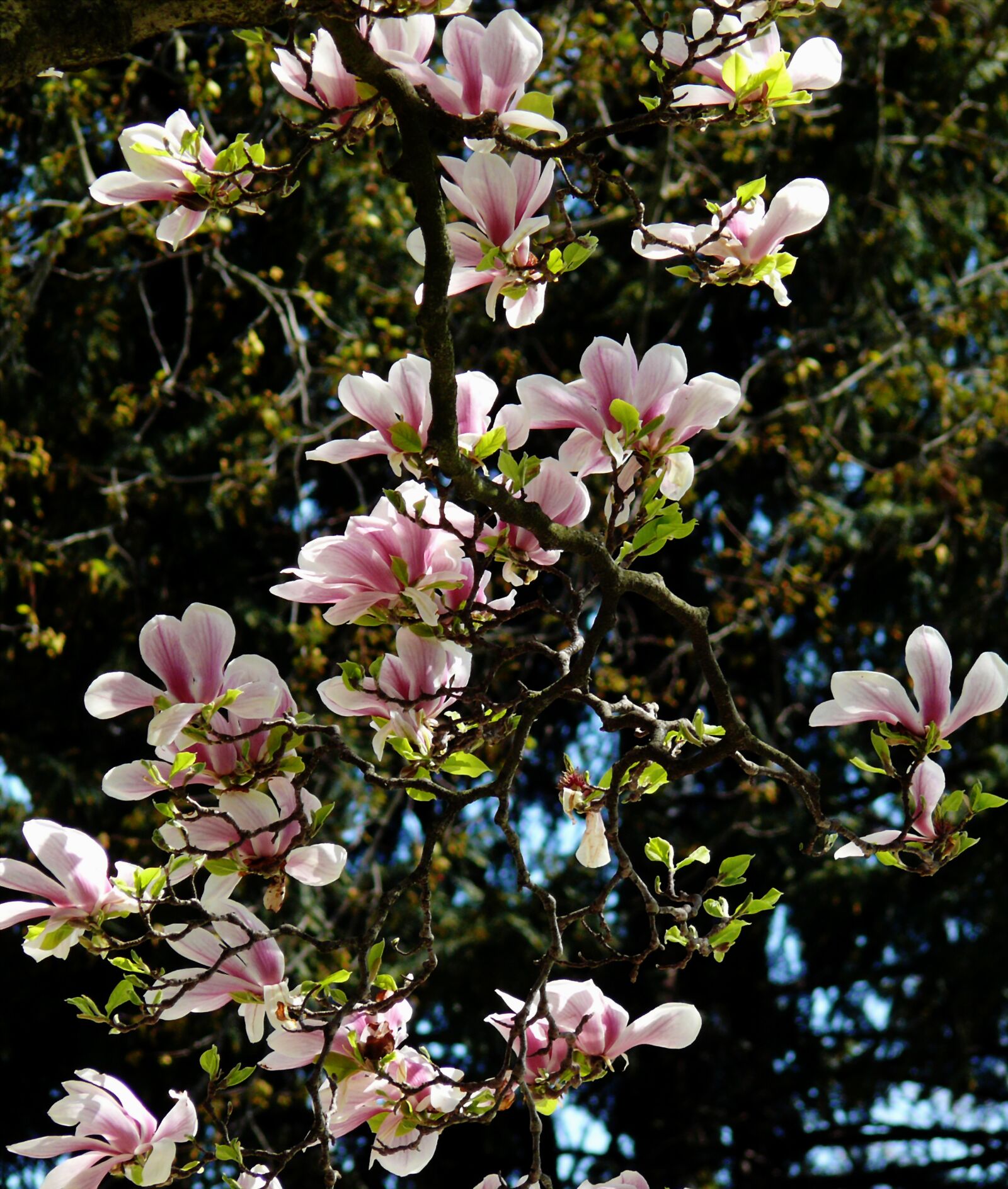 Leica V-LUX 1 sample photo. Magnolia, spring, blossom photography