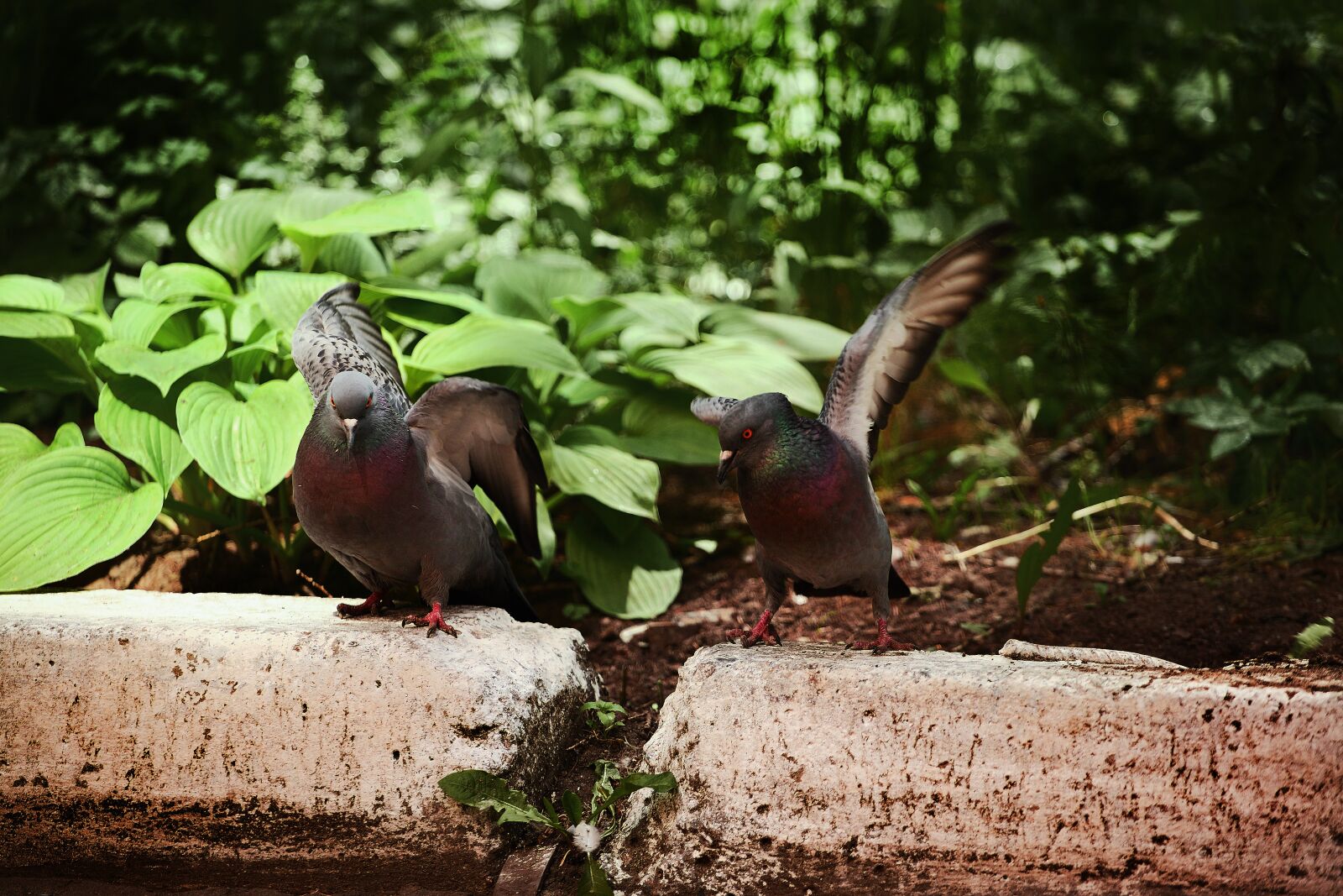 Canon EOS 5D Mark II sample photo. Dove, rivalry, nature photography