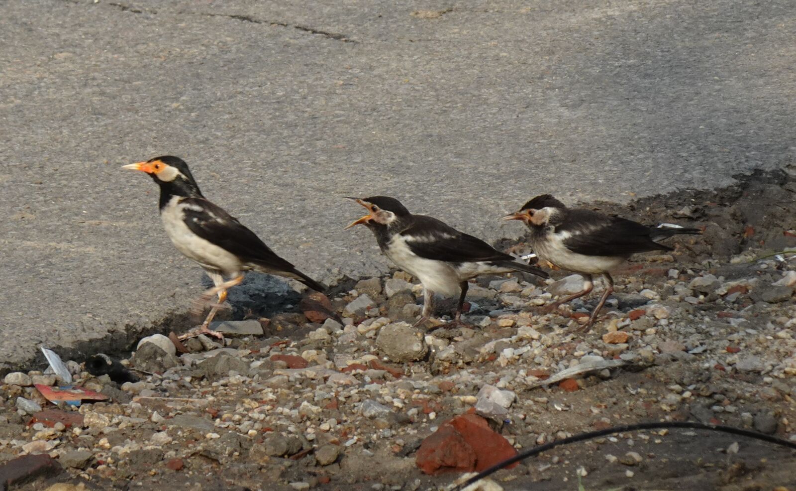 Sony DSC-WX800 sample photo. Bird, pied myna, parent photography
