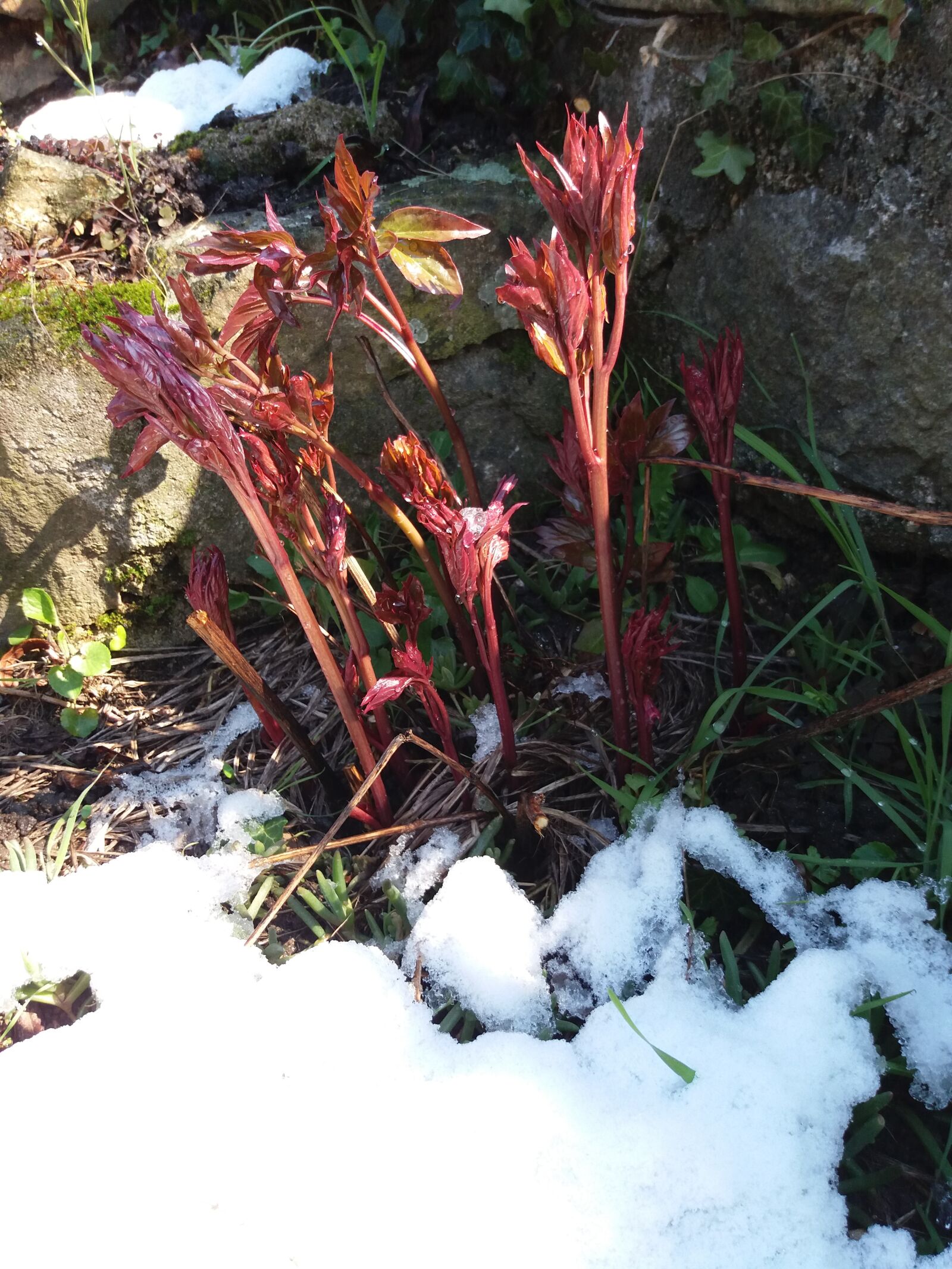 Samsung Galaxy J5(2016) sample photo. Bud, peony, snow photography