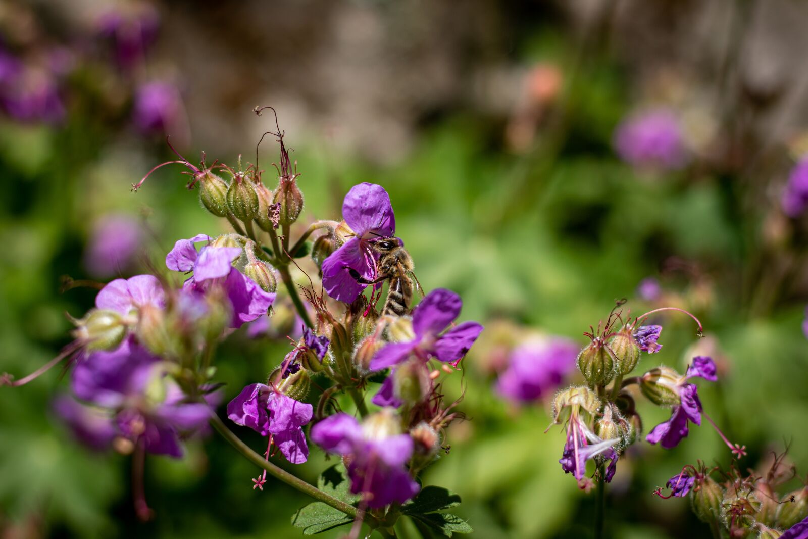 Canon EOS 70D + Canon EF 50mm F1.8 STM sample photo. Bee, flowers, meadow photography