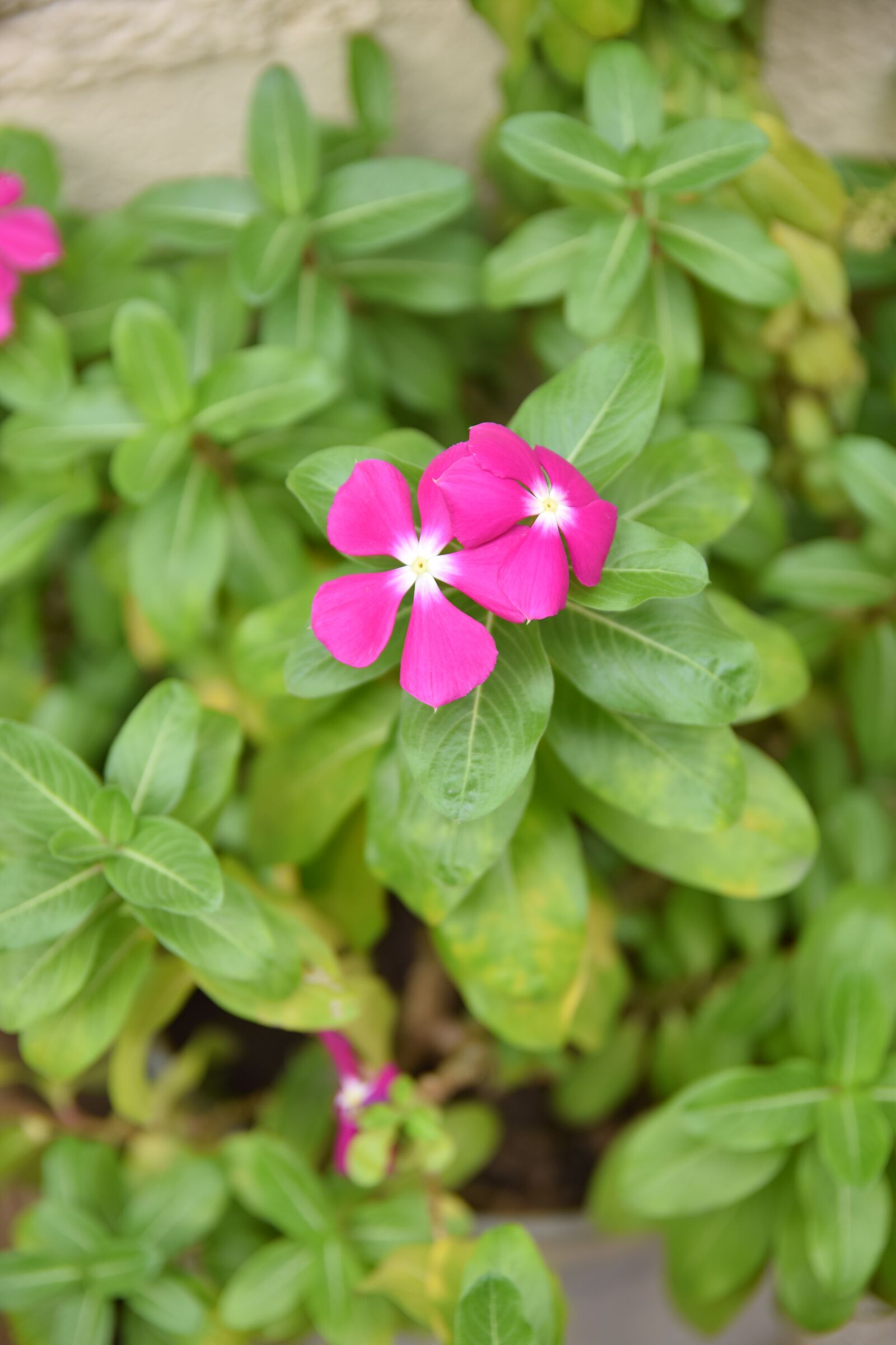Nikon D5300 sample photo. Nature, flowers, roses photography