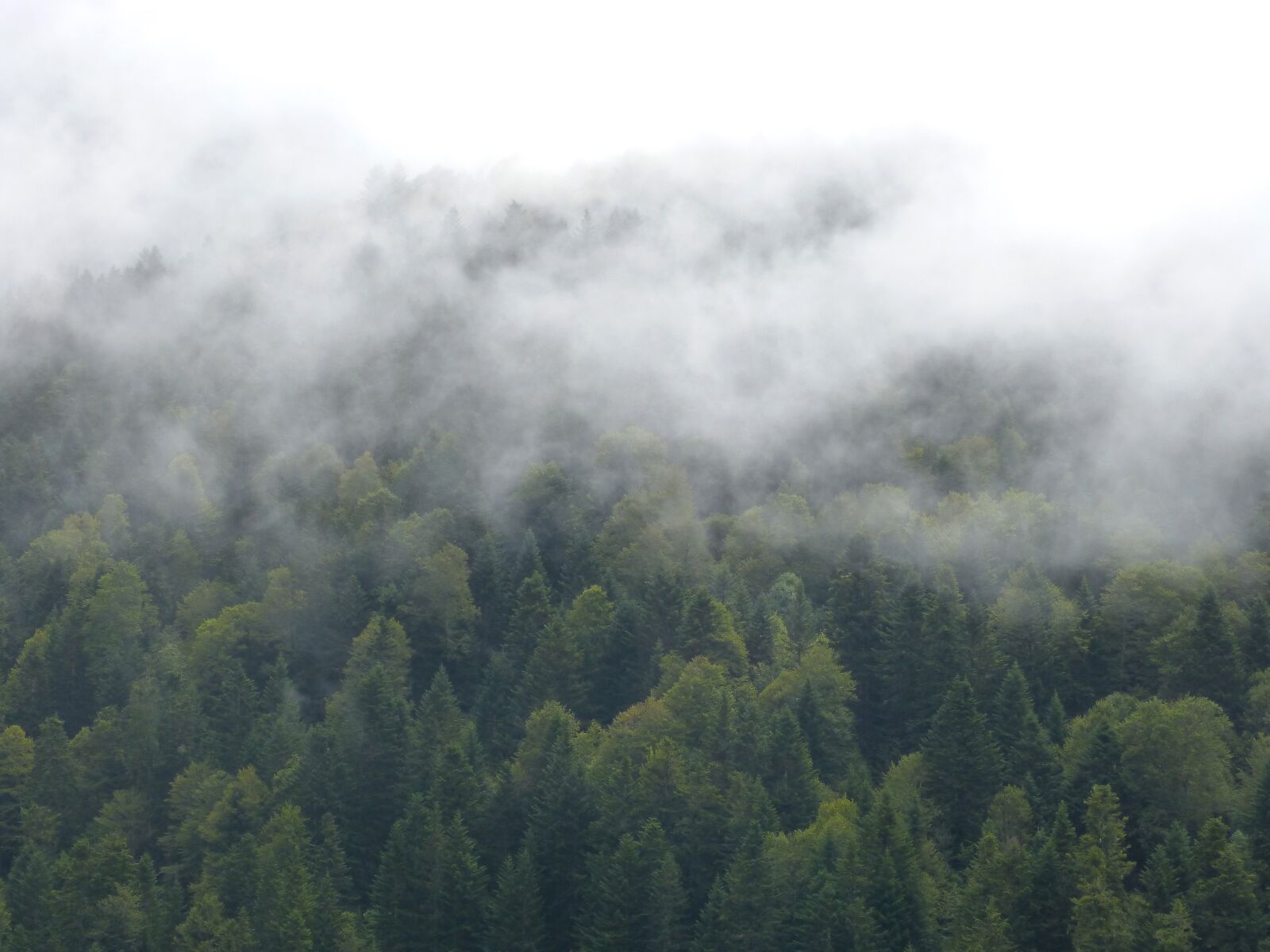 Panasonic DMC-FZ62 sample photo. Fog, forest, trees photography
