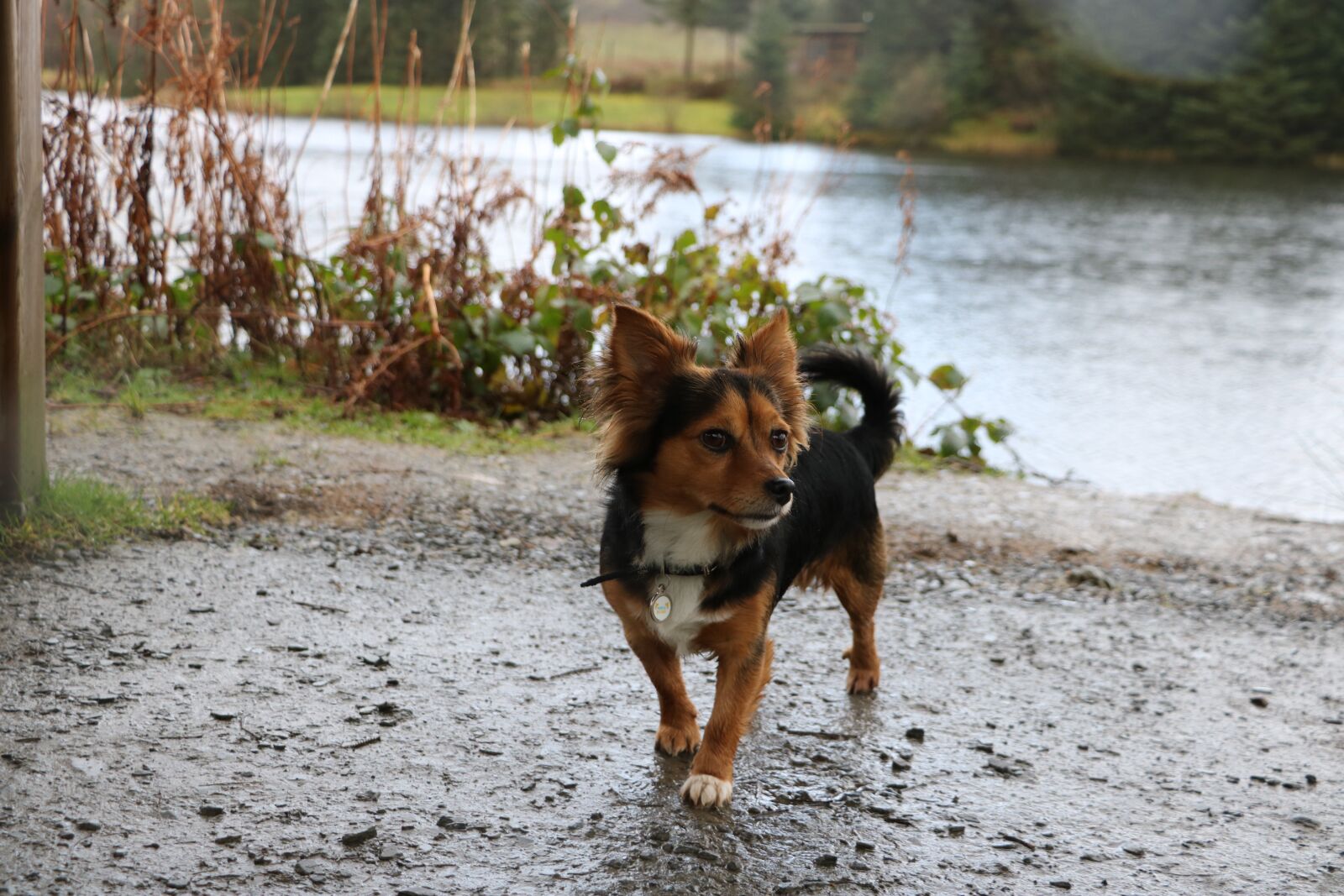 Canon EOS 750D (EOS Rebel T6i / EOS Kiss X8i) sample photo. Animal, nature, water photography