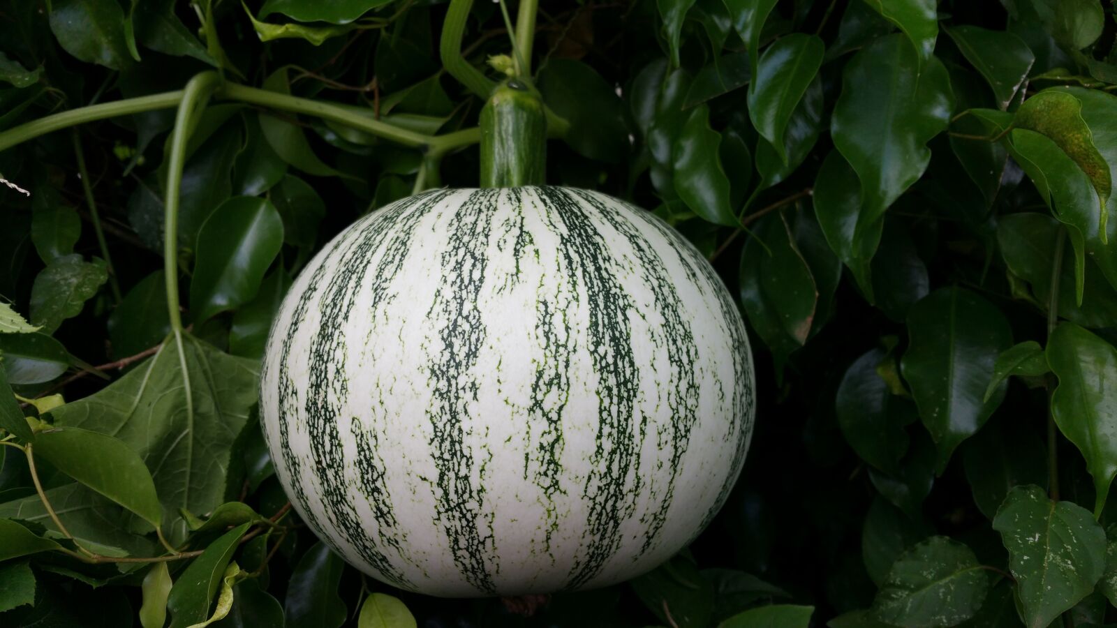 Samsung Galaxy Note4 sample photo. Pumpkin, squash, fruit photography