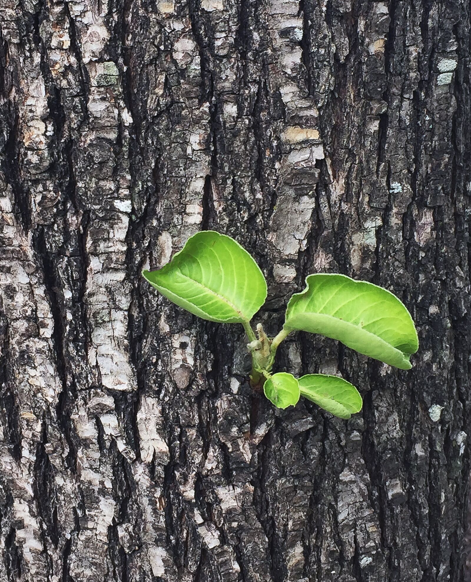 iPhone 6 Plus back camera 4.15mm f/2.2 sample photo. Sprout, green, growth photography