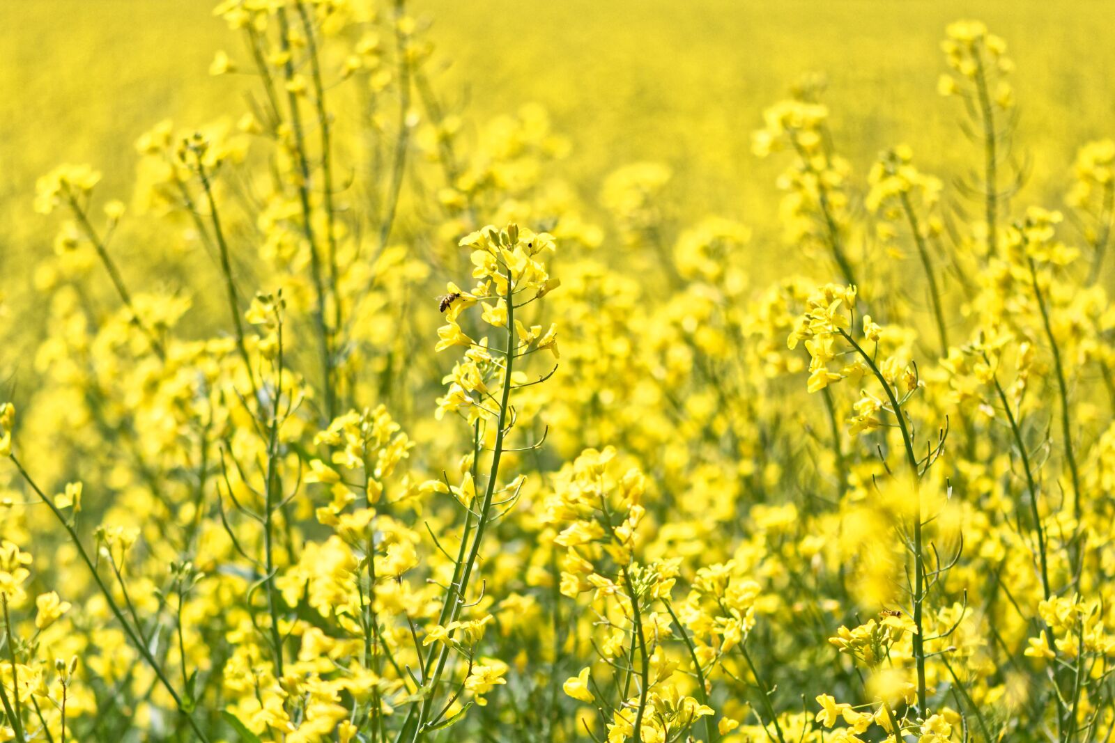 Nikon D7200 sample photo. Oilseed rape, field of photography