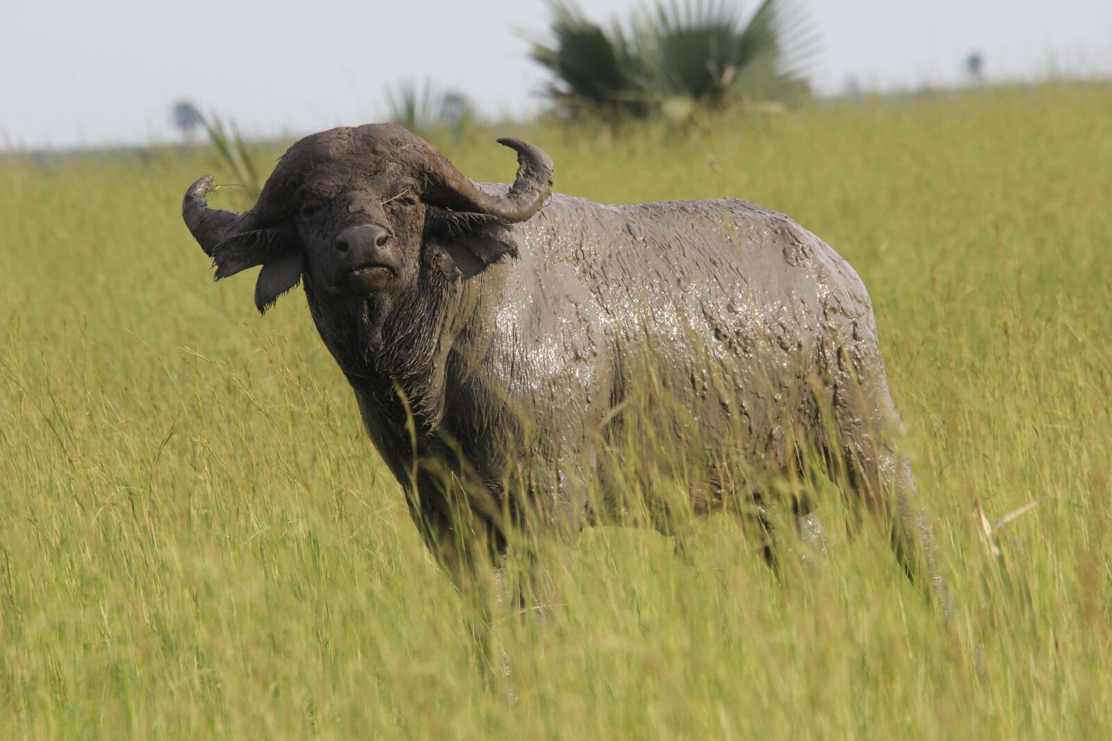 Canon EOS 60D sample photo. African, buffalo, statue photography