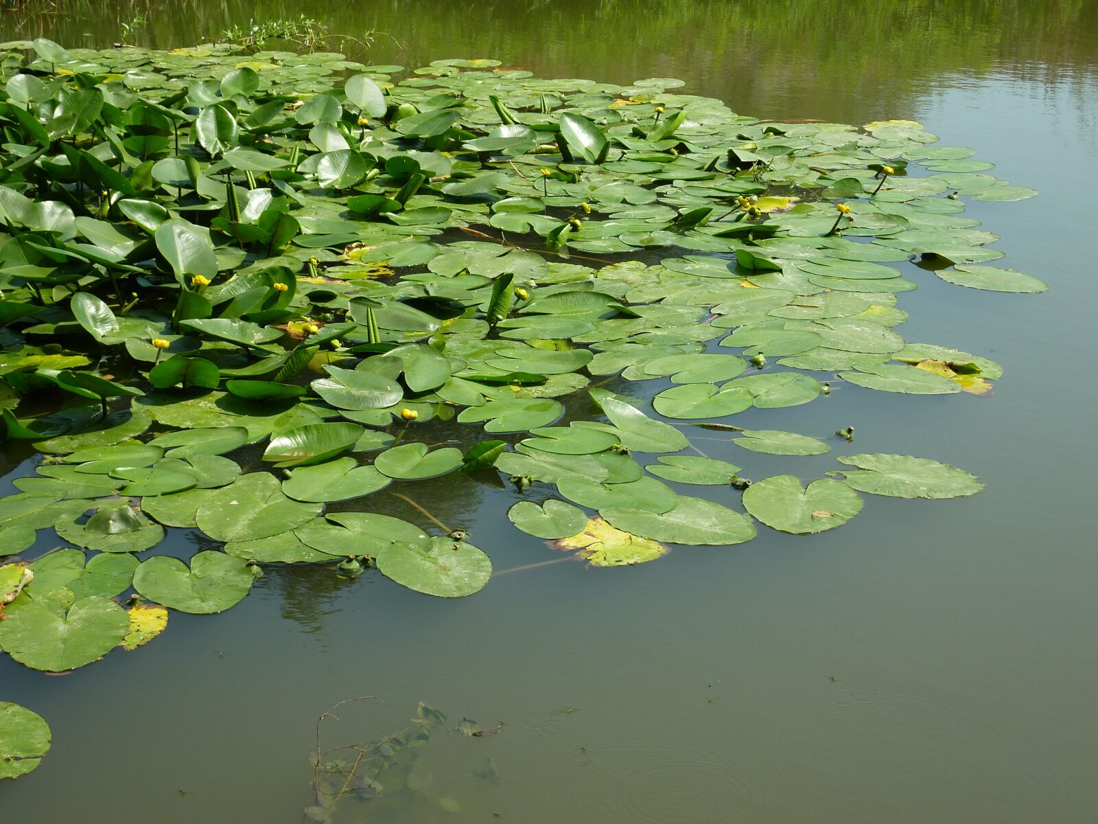 Panasonic DMC-TZ7 sample photo. Water lily, pond, aquatic photography