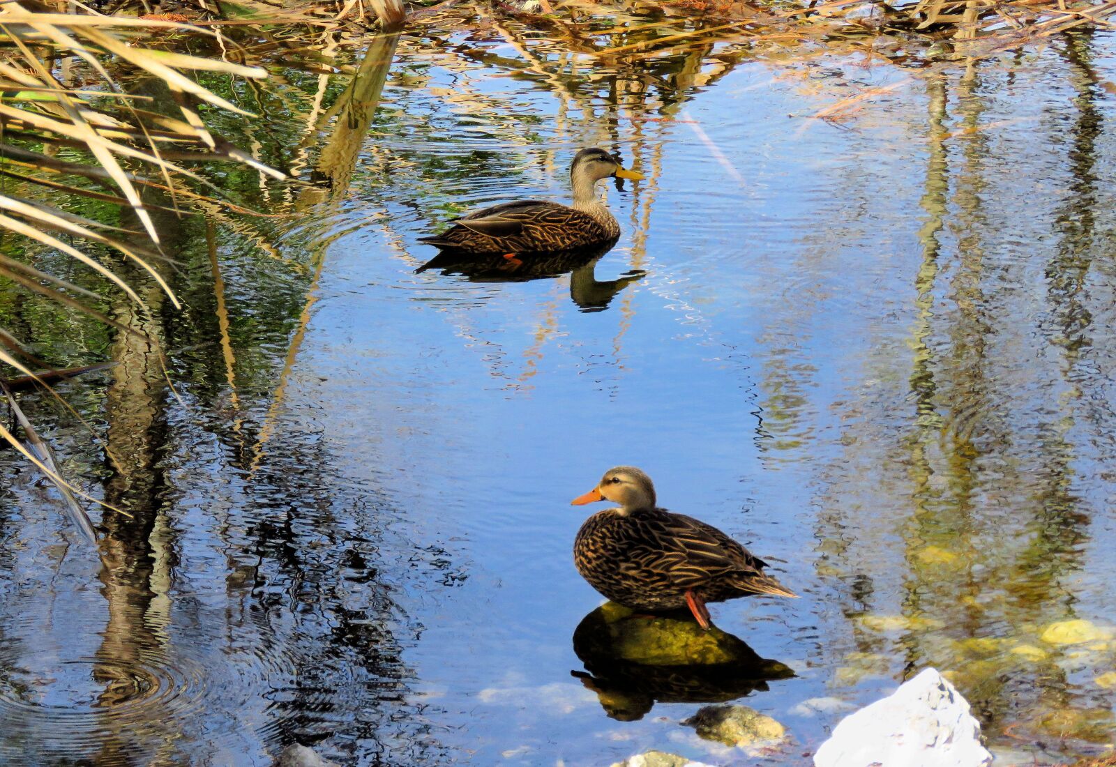 Canon PowerShot SX60 HS sample photo. Duck, ducks, mottled ducks photography