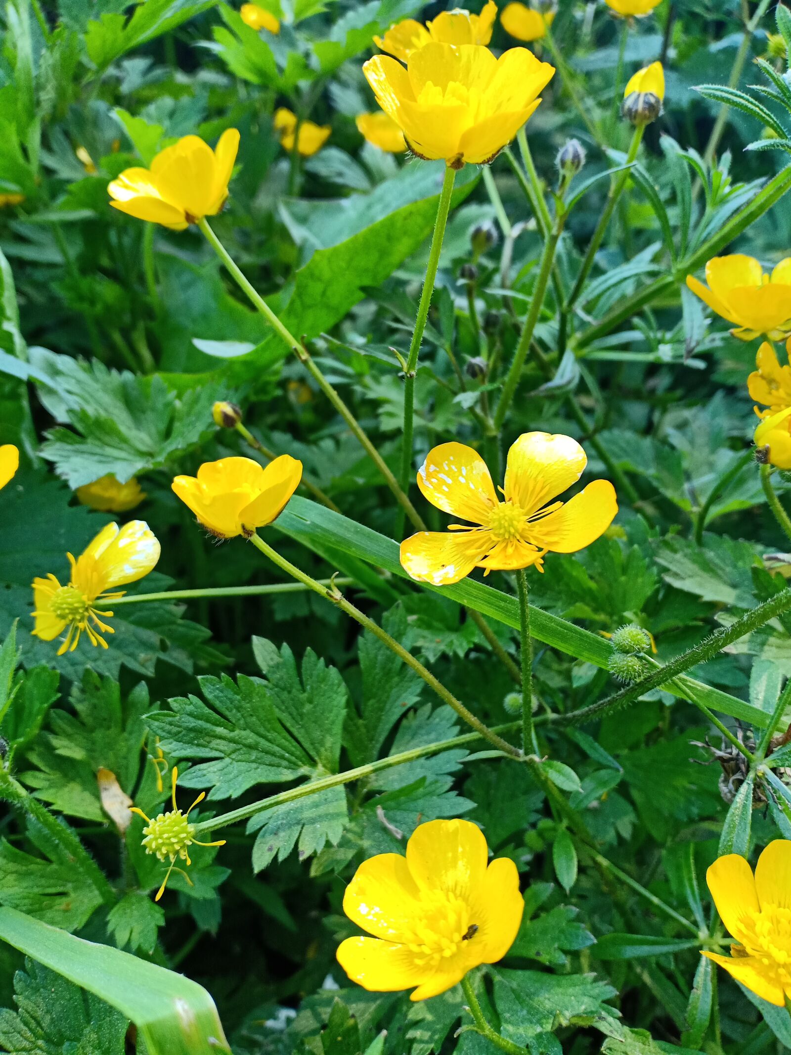 OPPO F7 sample photo. Buttercup, yellow, grassland photography