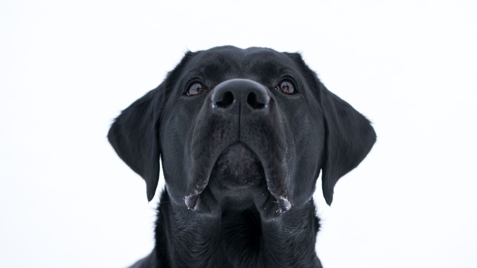 Canon EOS 80D sample photo. Dog, the animal kingdom photography