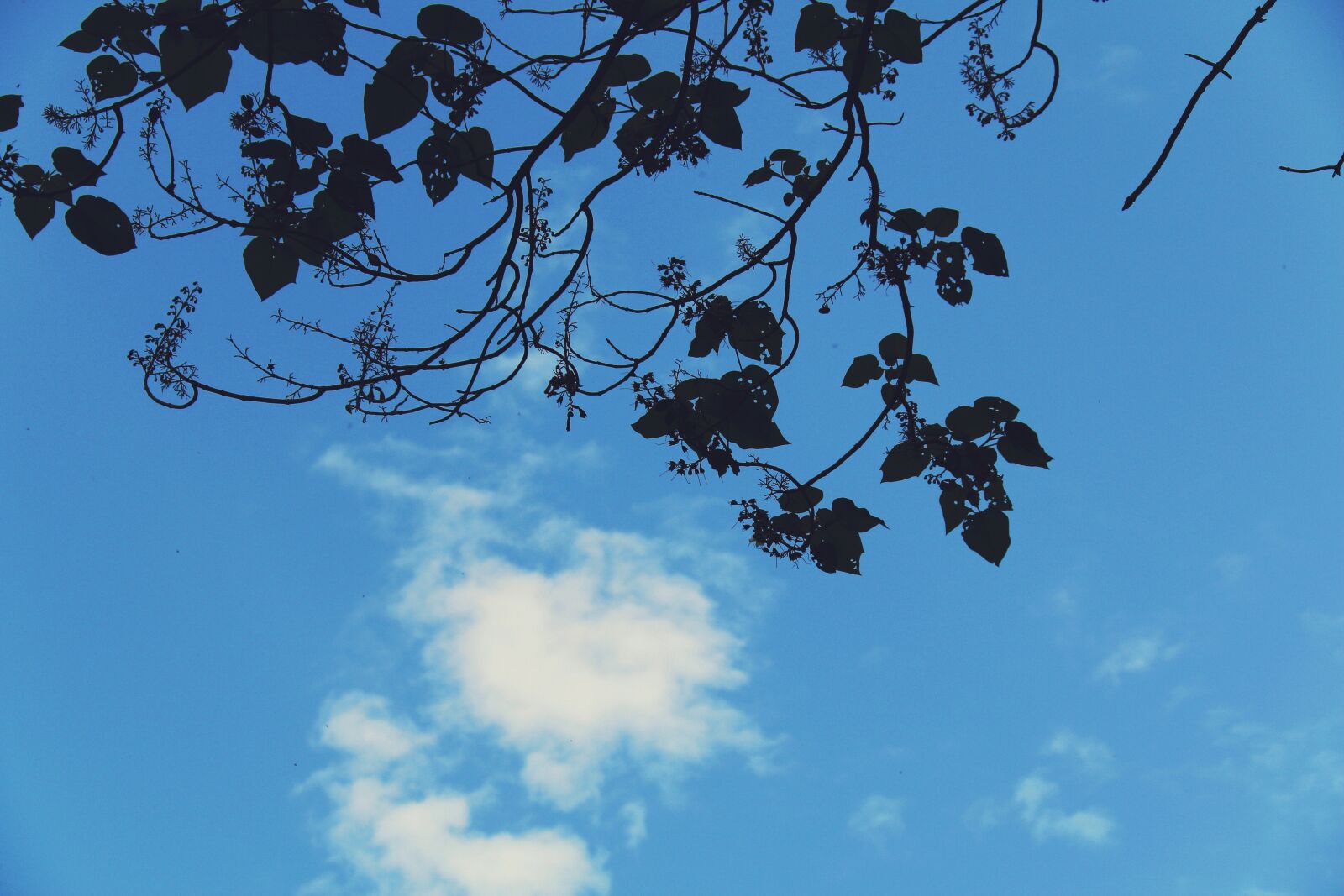 Canon EOS 70D sample photo. Blue sky, mottled, white photography