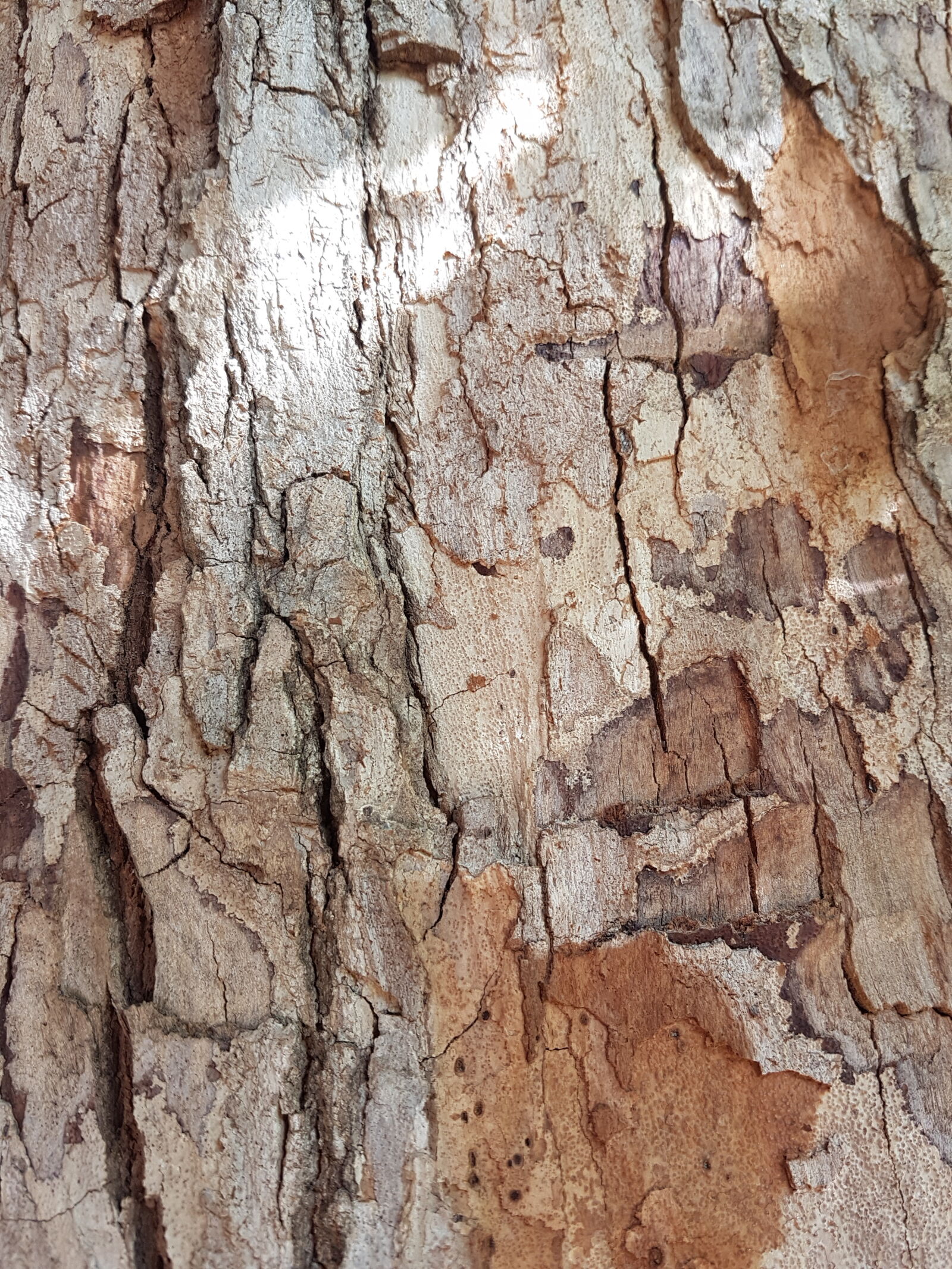 Samsung Galaxy S7 Edge sample photo. Forest, infection, jungle, tree photography