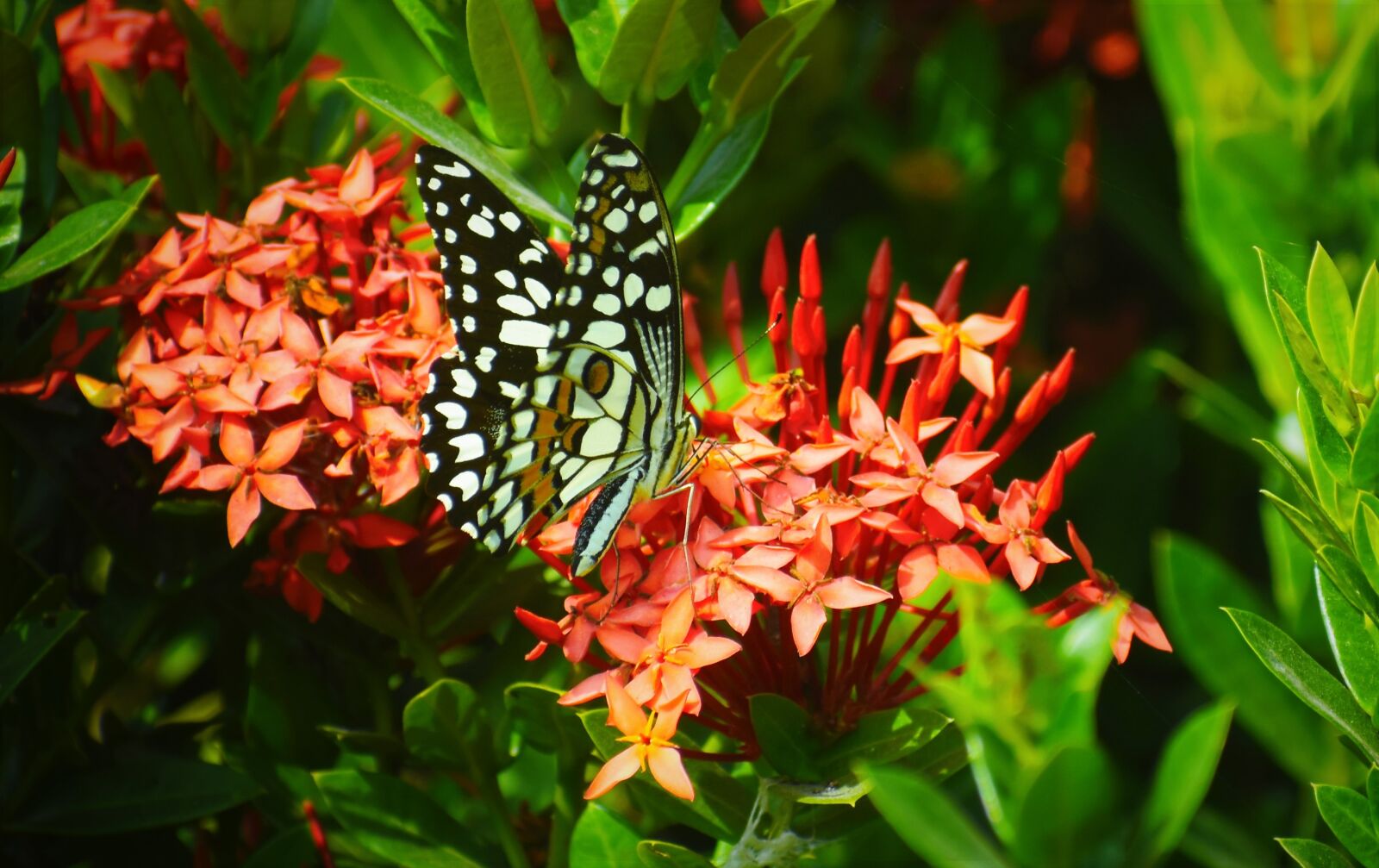 Nikon D5600 sample photo. Nature, flower, garden photography