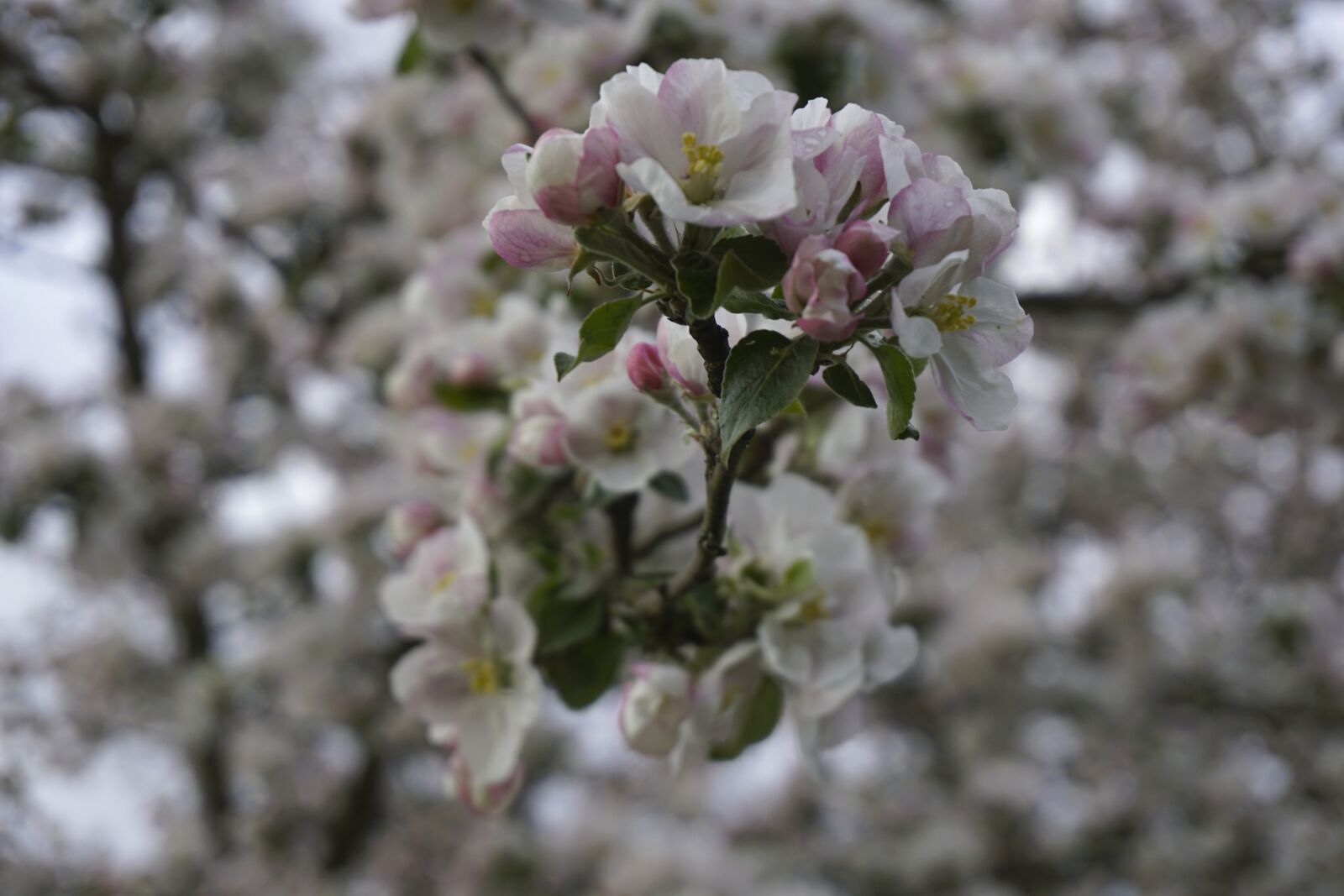 Sony a6000 sample photo. Apfel, baum, blüte photography