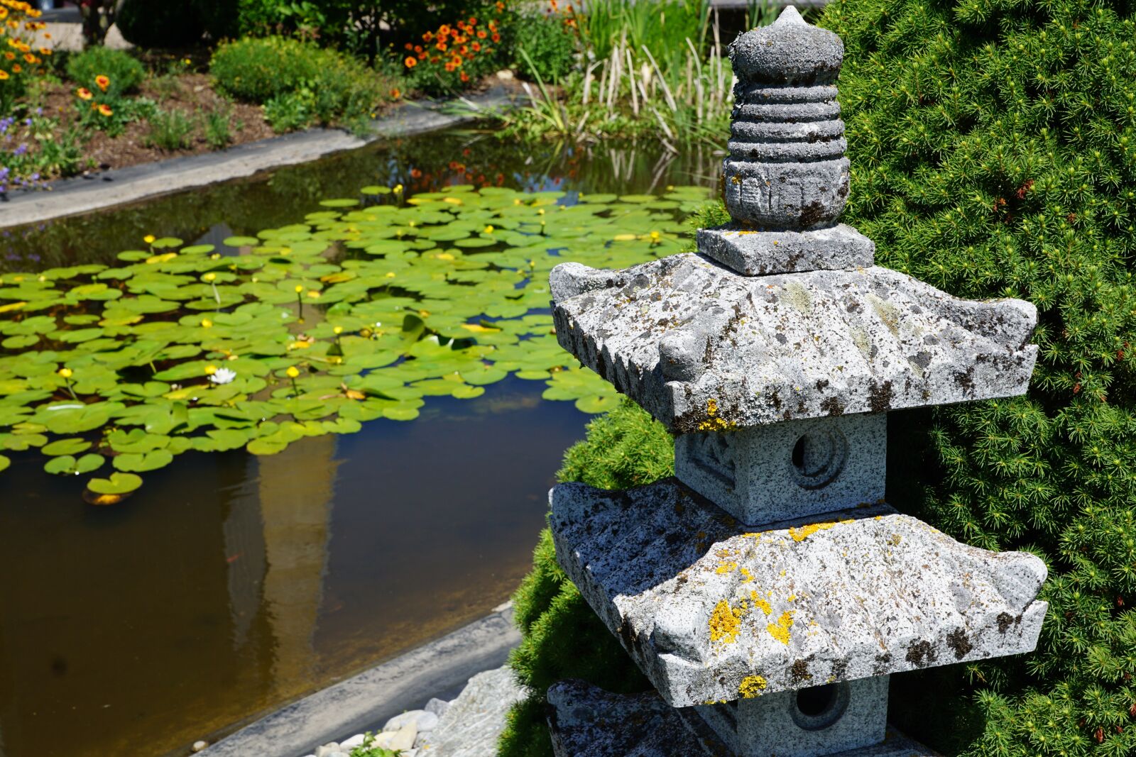 Sony ILCA-77M2 + Sony DT 16-50mm F2.8 SSM sample photo. Lotus, lily, flower photography