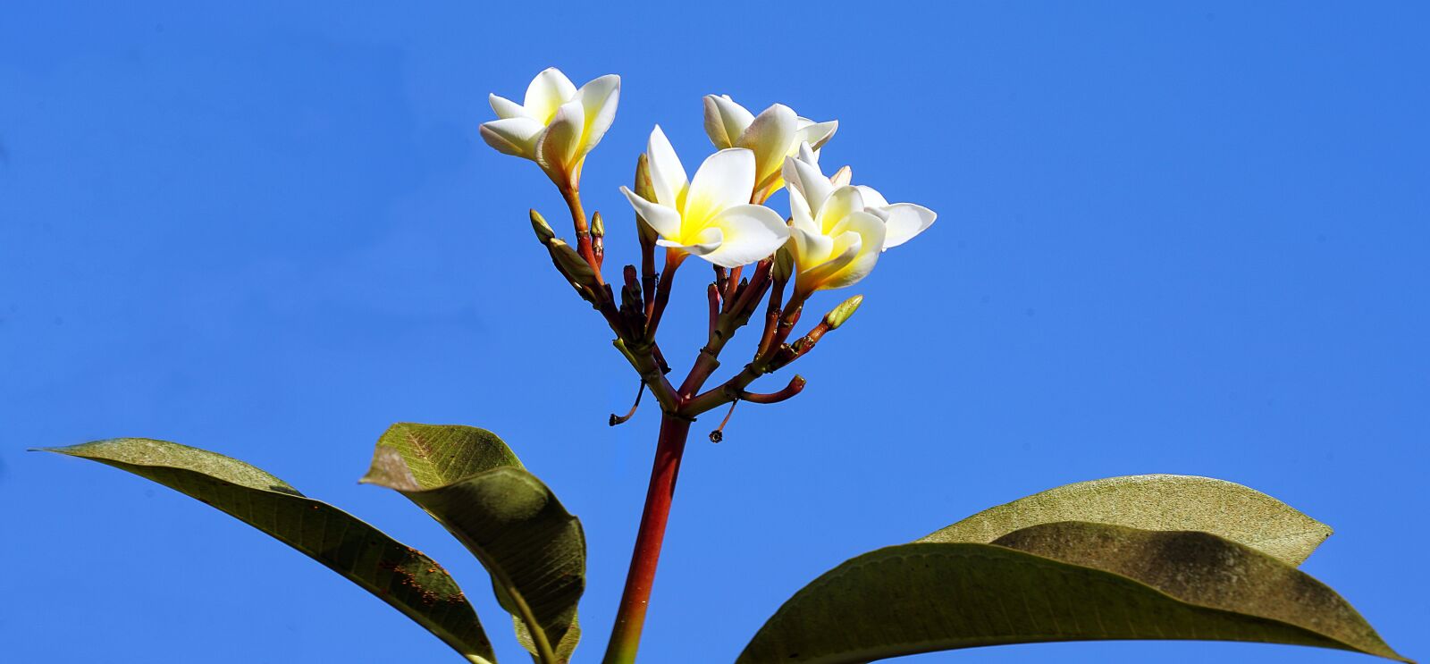 Sony FE 70-300mm F4.5-5.6 G OSS sample photo. Plumeria, alba, white photography