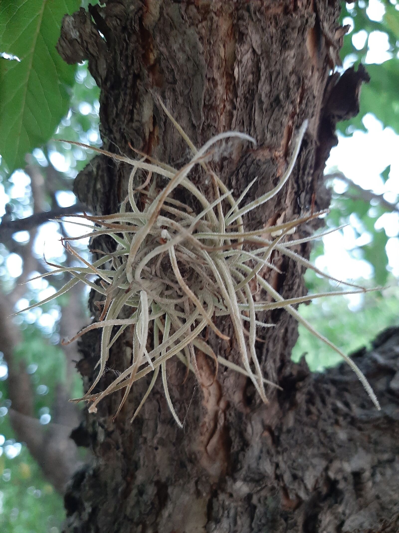Samsung Galaxy A50 sample photo. Tree, eno, green photography