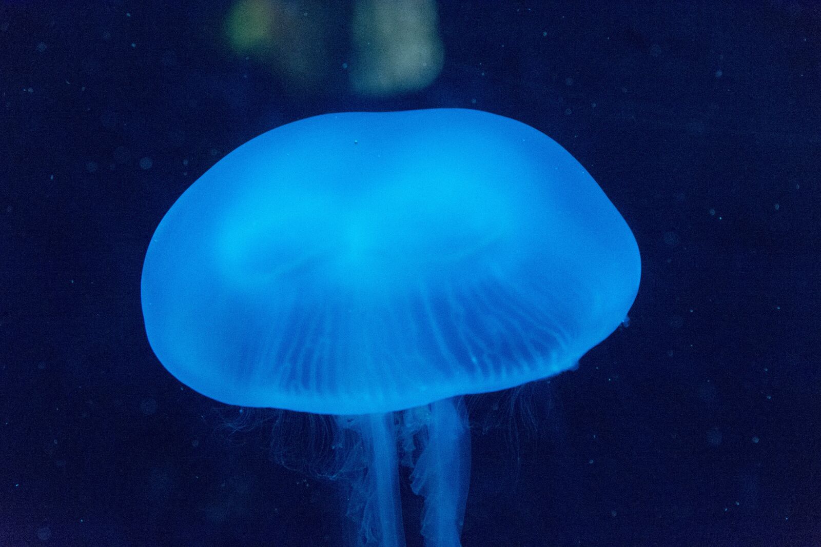 Nikon D7100 sample photo. Sea, jellyfish, aquarium photography