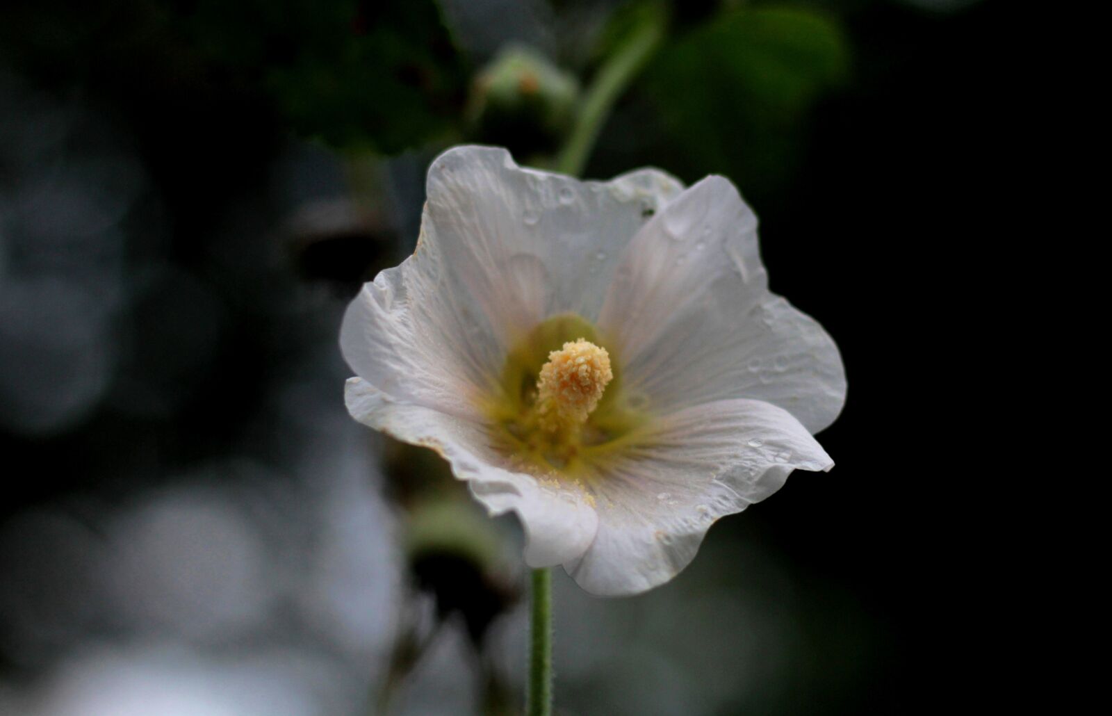 Canon EOS 600D (Rebel EOS T3i / EOS Kiss X5) sample photo. Hollyhock, alcea rosea, flower photography