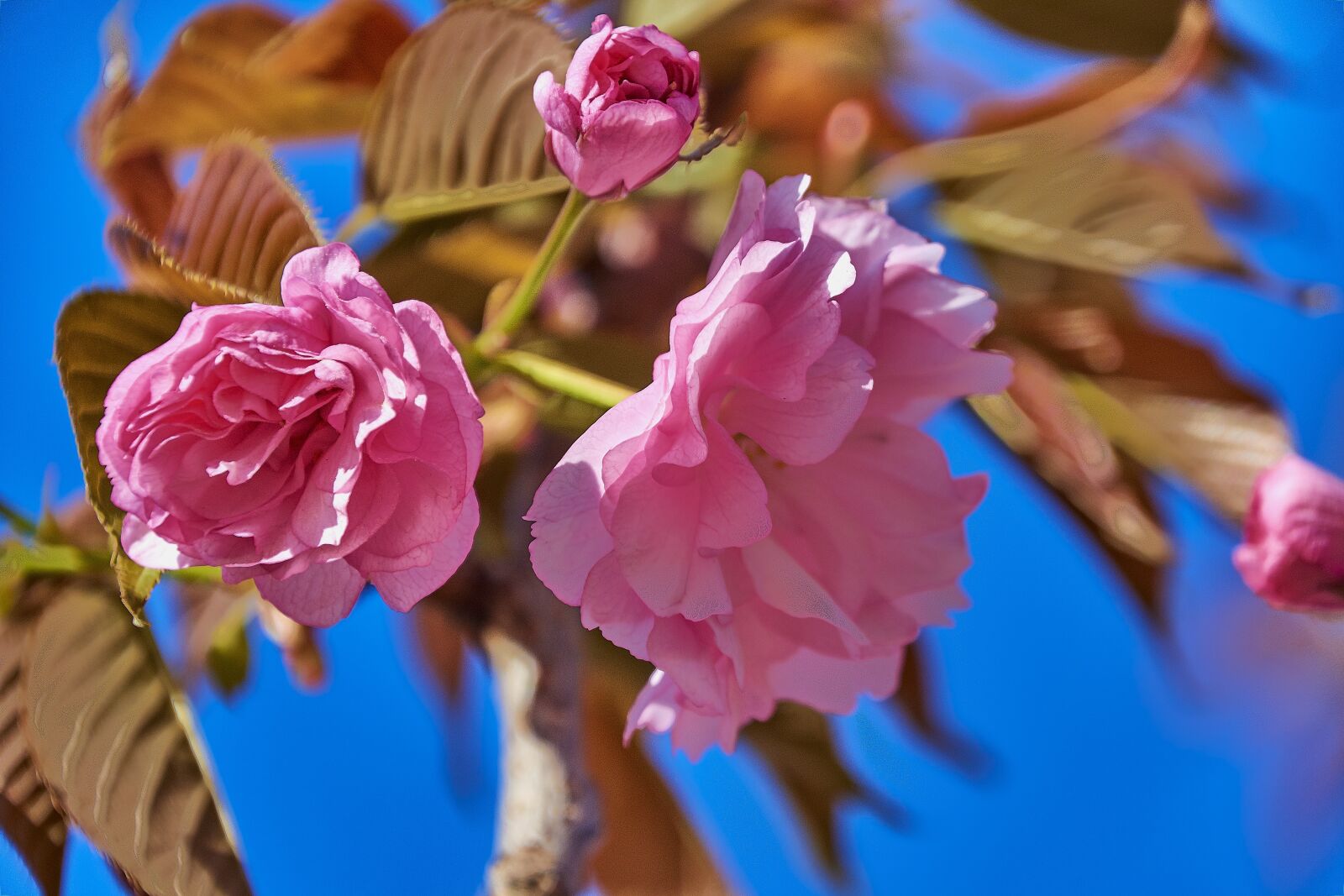 Nikon D7200 sample photo. Cherry, flower, spring photography