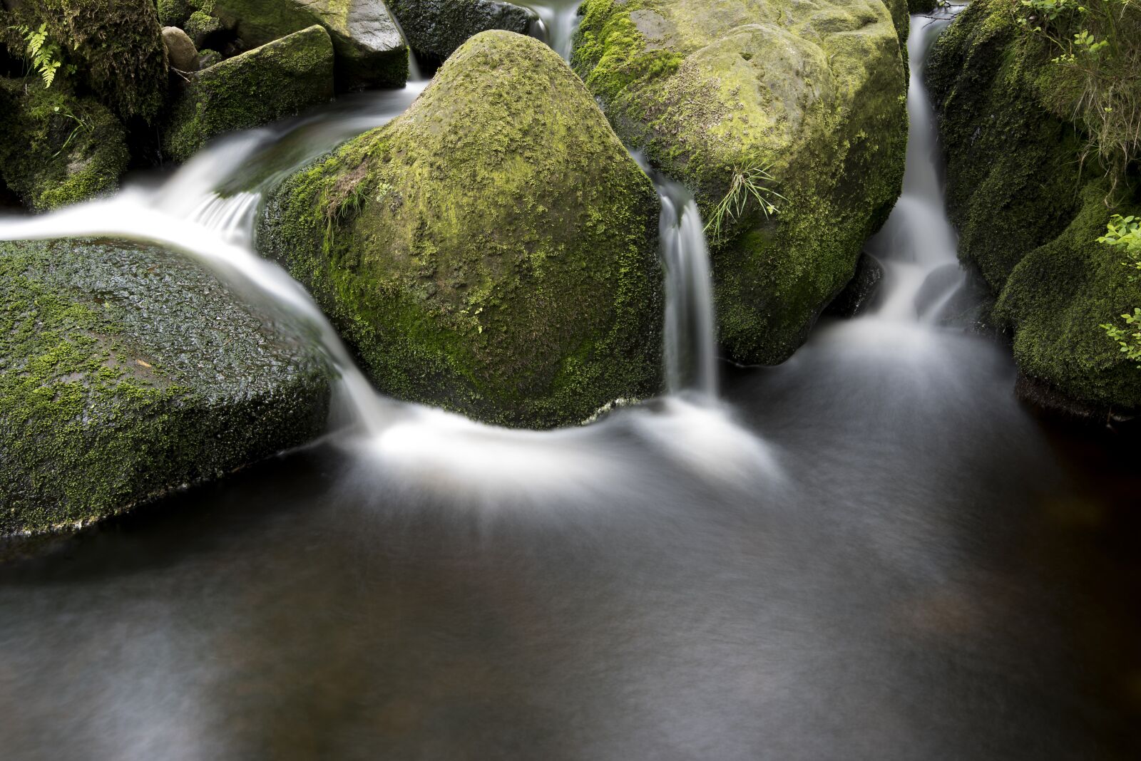 Nikon D810 sample photo. Creek, moss, nature photography