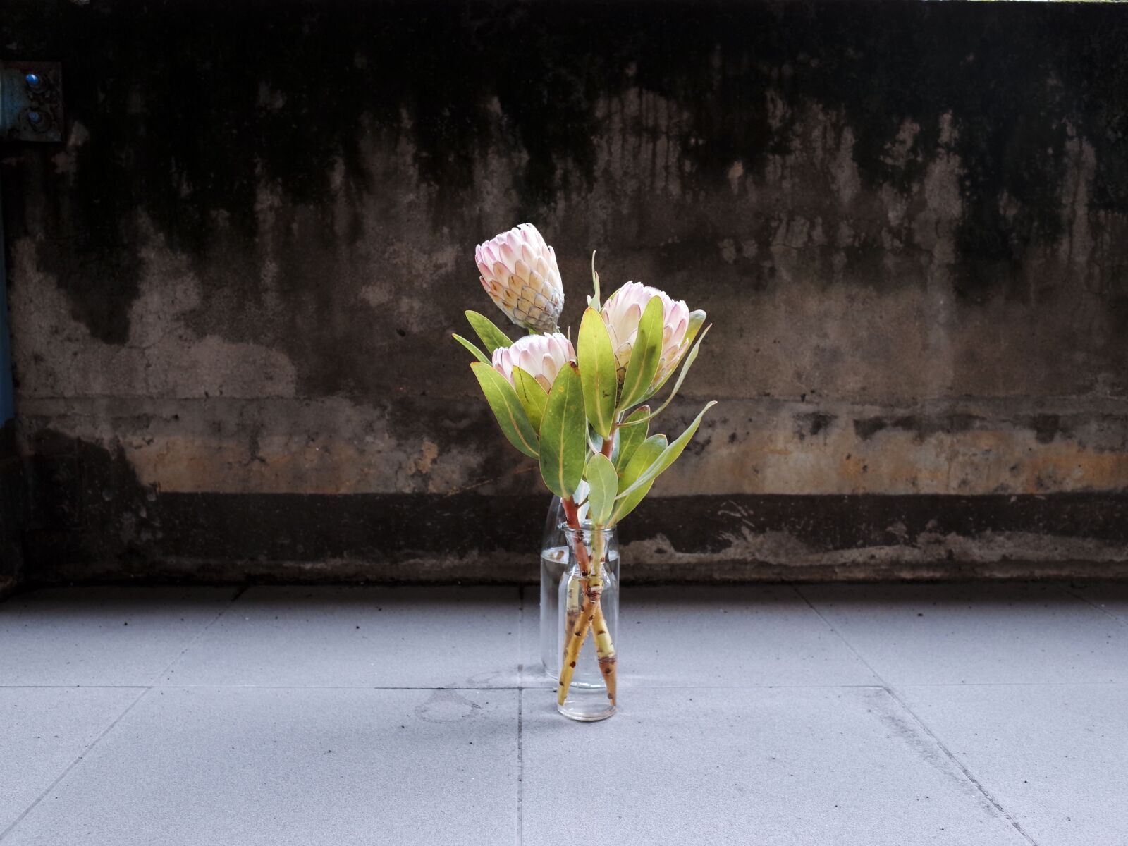 Ricoh GR sample photo. King protea, flower, vase photography