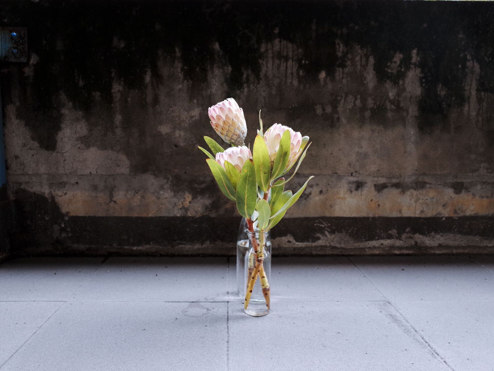 Ricoh GR + GR Lens sample photo. King protea, flower, vase photography