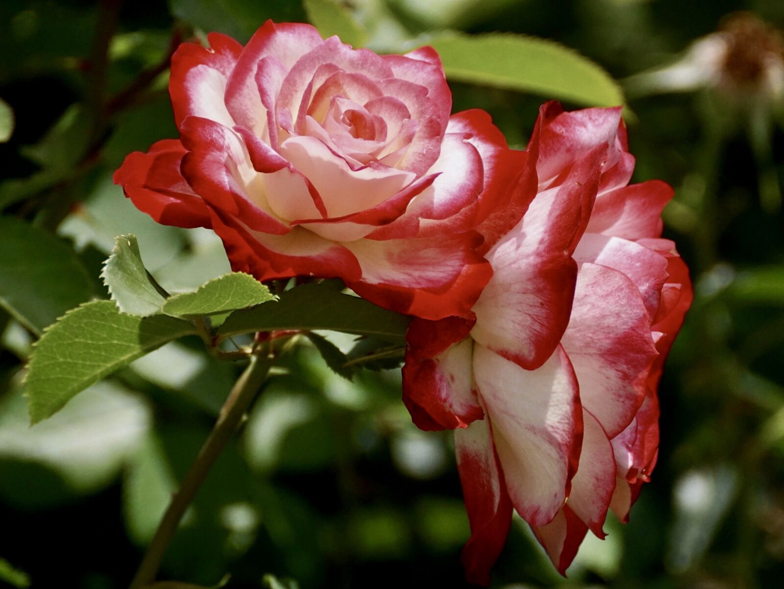 Sony DT 55-300mm F4.5-5.6 SAM sample photo. Roses, blossom, bloom photography