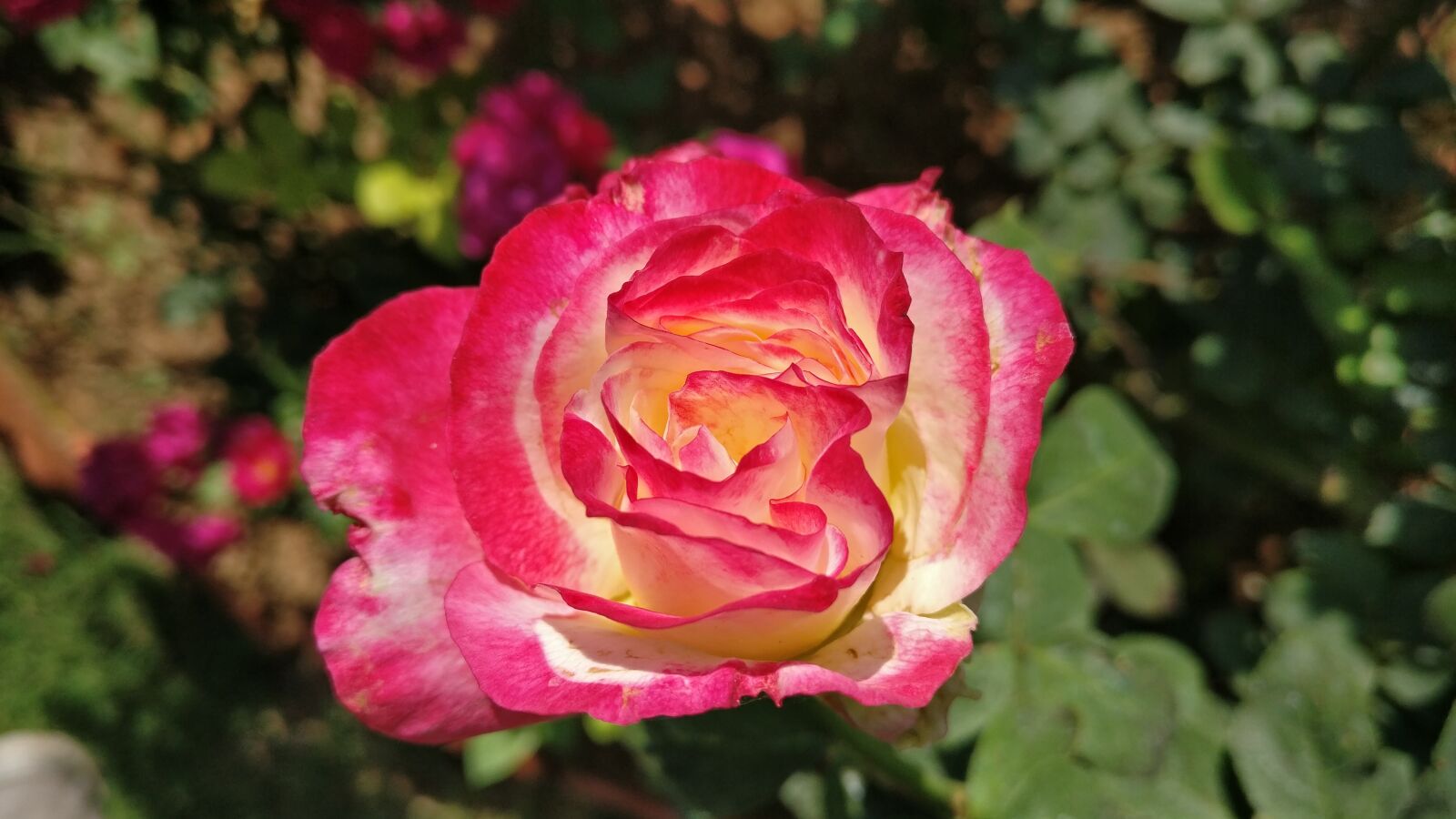 OnePlus A3003 sample photo. Rose, red, wild photography