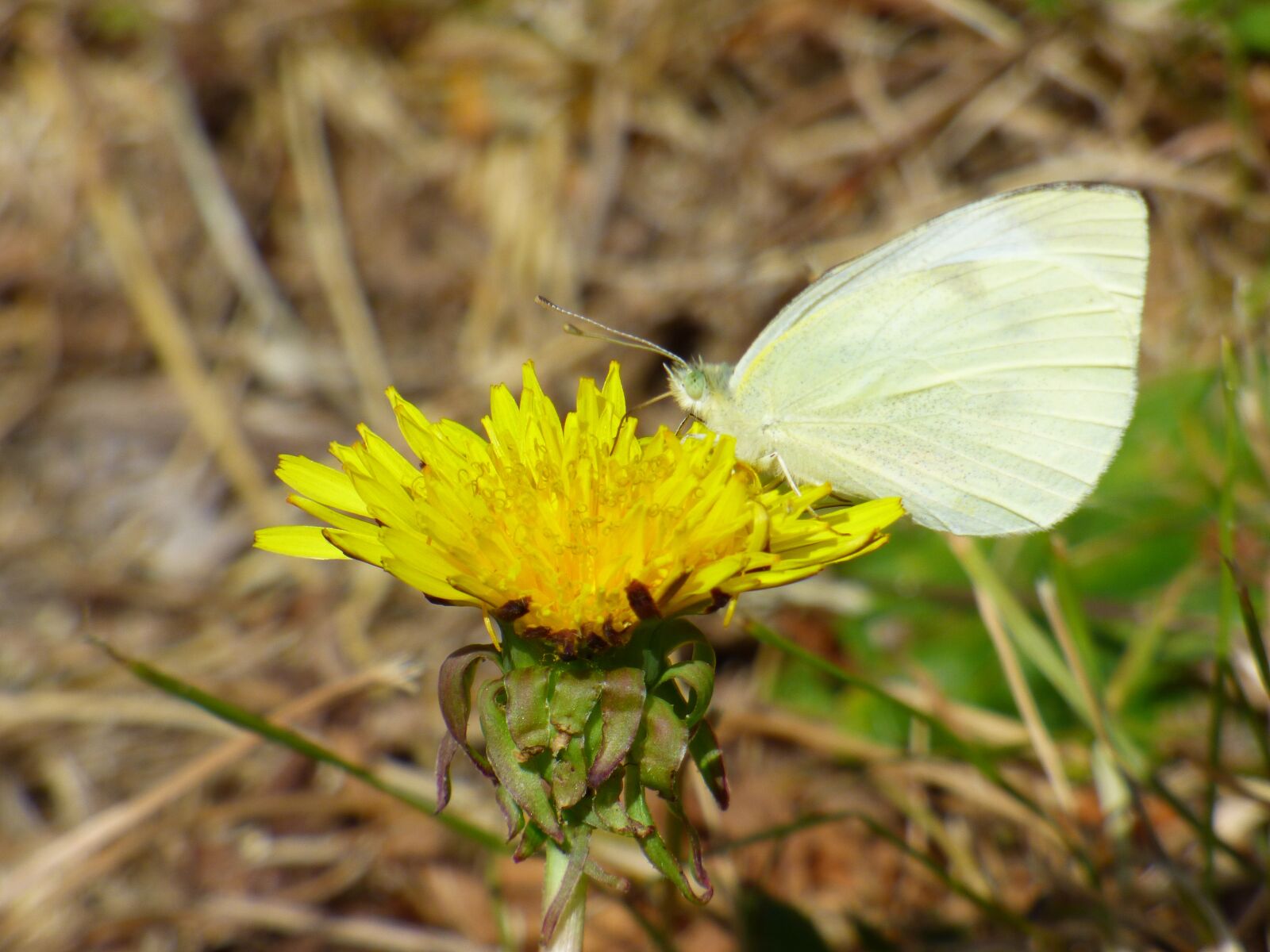 Panasonic DMC-FZ72 sample photo. Butterfly, yellow, wildflower photography