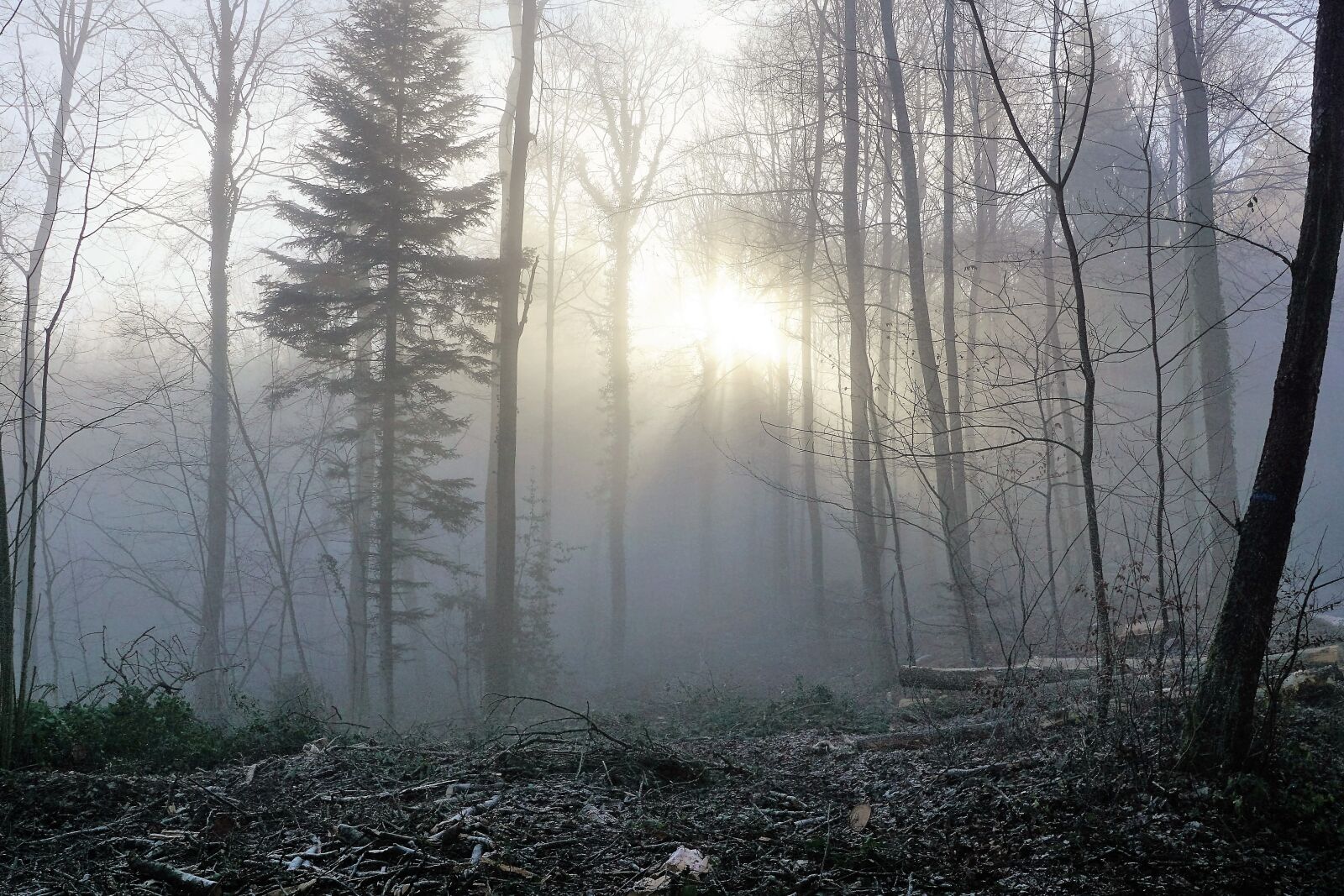 Sony ILCA-77M2 + Sony DT 16-50mm F2.8 SSM sample photo. Forest, fog, sun photography