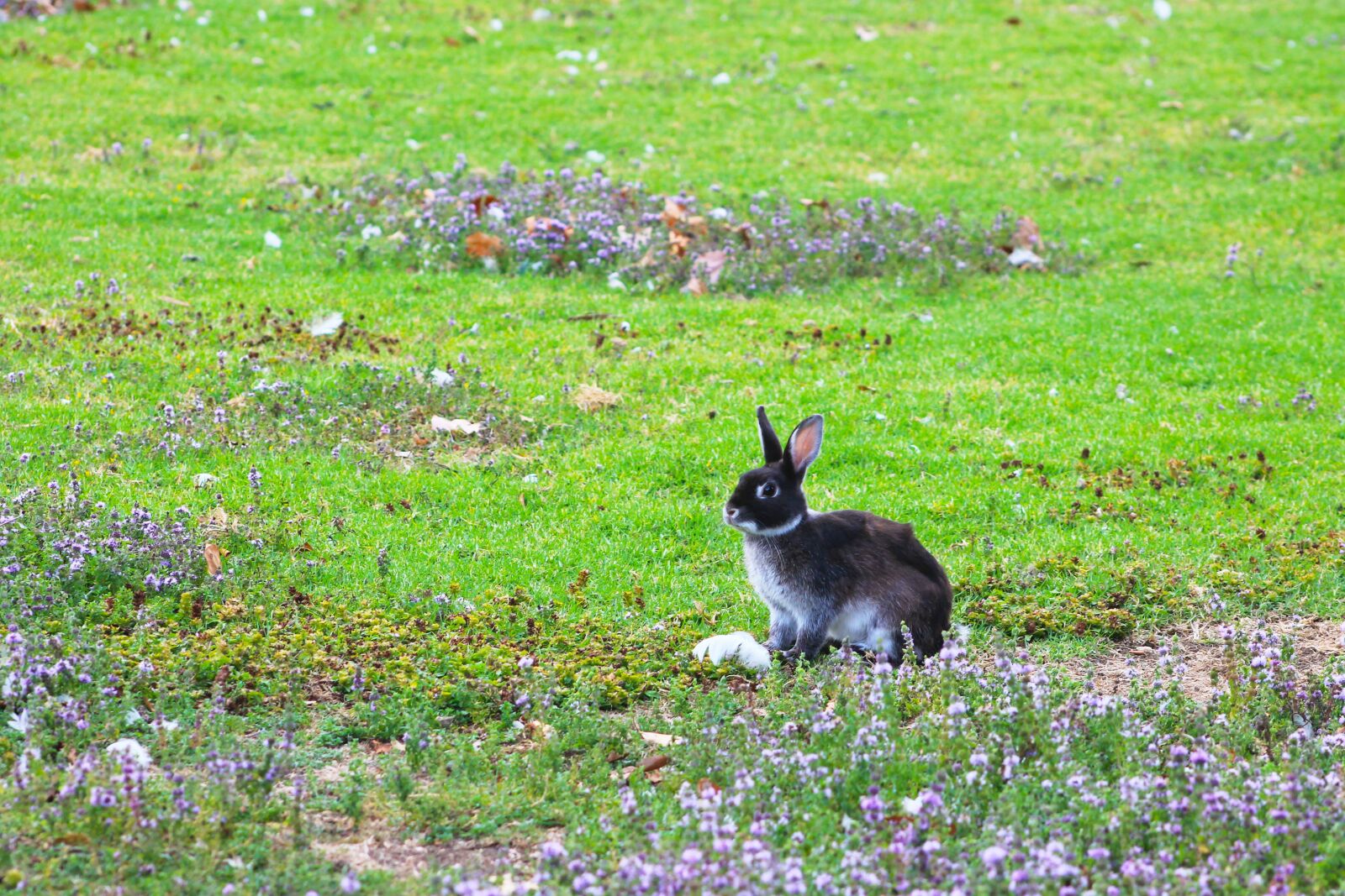 Canon EF75-300mm f/4-5.6 sample photo. Bunny, rabbit, hare photography