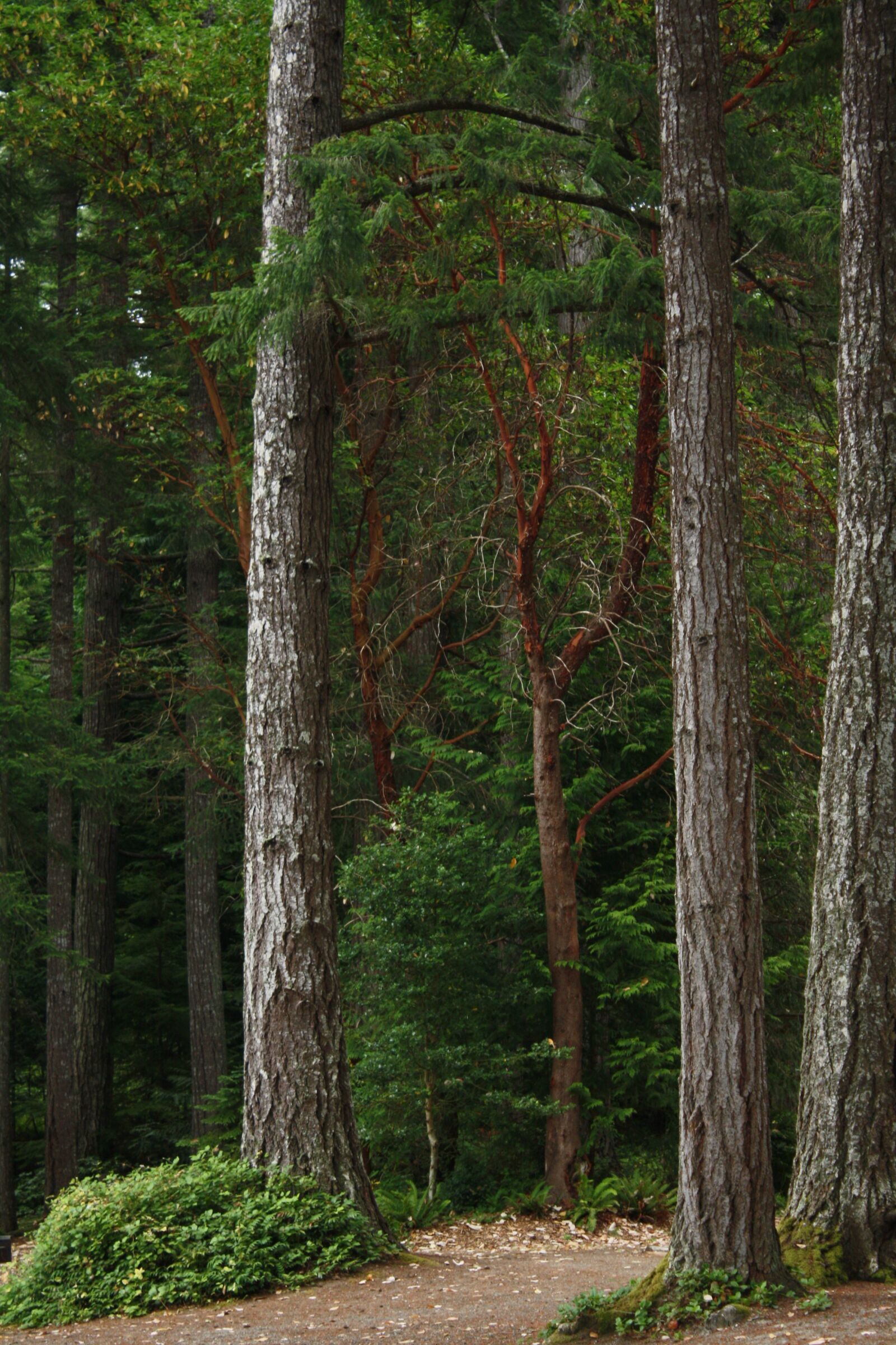 Canon EOS 1000D (EOS Digital Rebel XS / EOS Kiss F) sample photo. Northwest forest, douglas fir photography