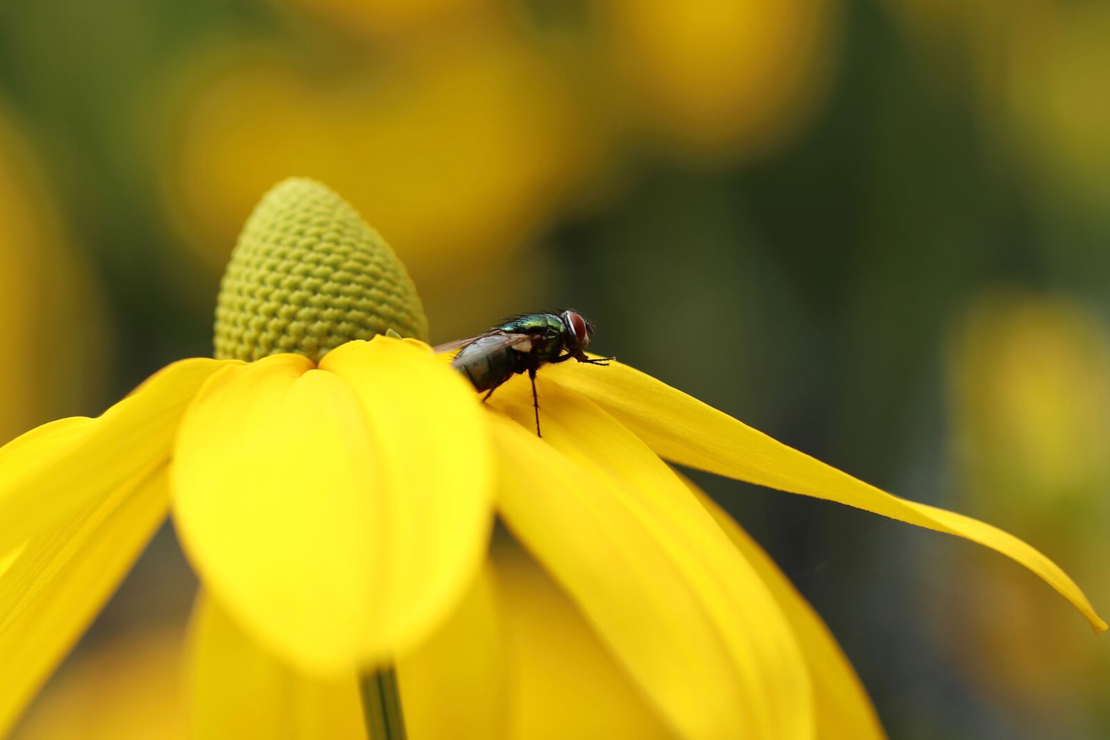 Canon EOS 800D (EOS Rebel T7i / EOS Kiss X9i) sample photo. Rudbeckia, autumn sun, rudbeckia photography