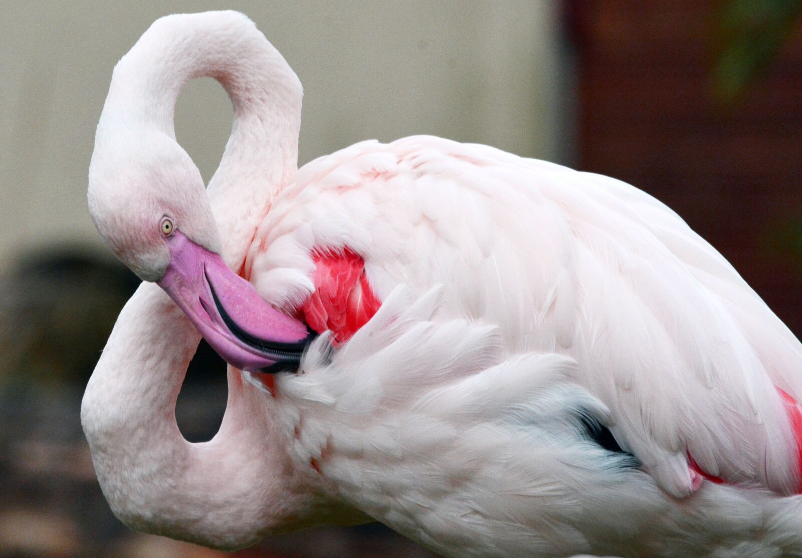 Nikon D7100 sample photo. Flamingo, bird, pink photography