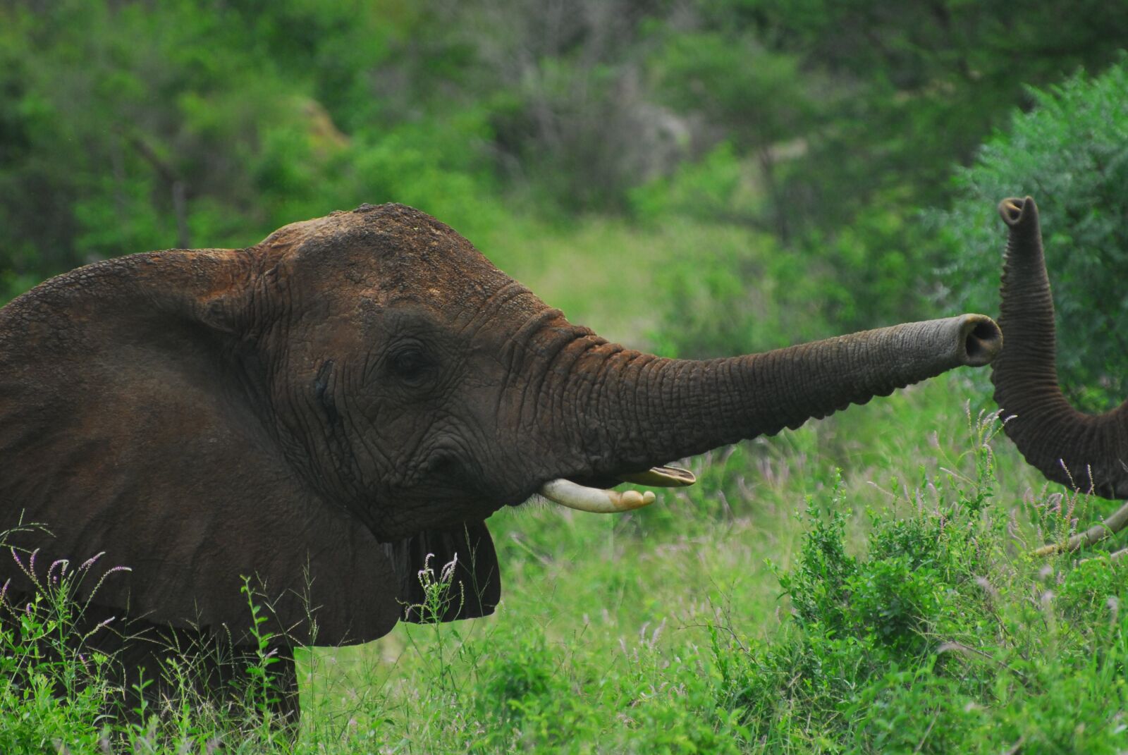 Nikon D200 sample photo. Elephant, trunk, africa photography