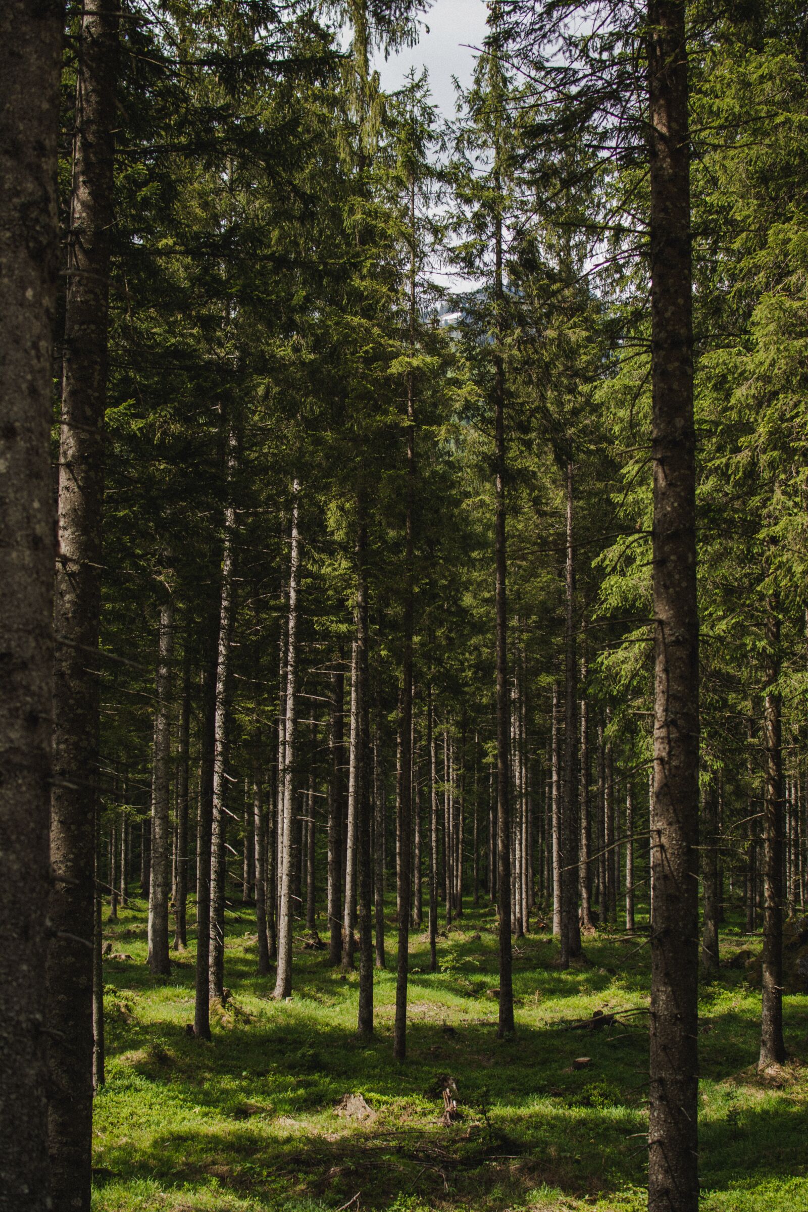 Nikon D5200 sample photo. Nature, landscape, forest photography