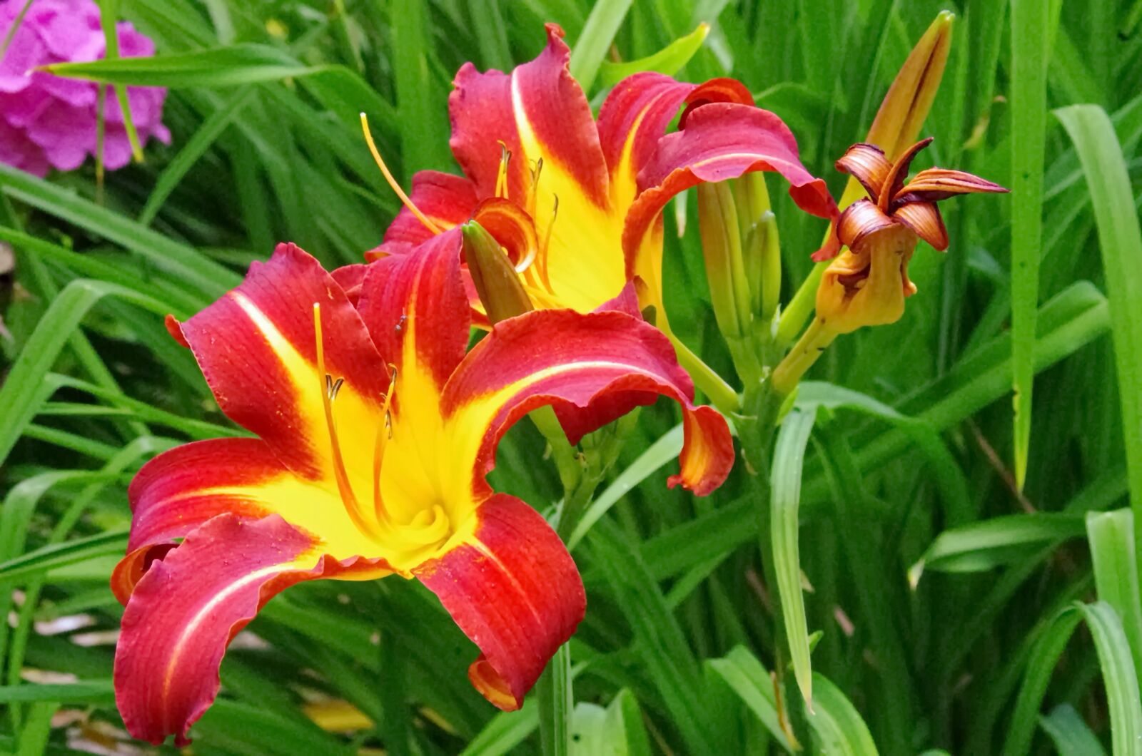 Pentax K-5 sample photo. Hemerocallis, yellow flower, red photography