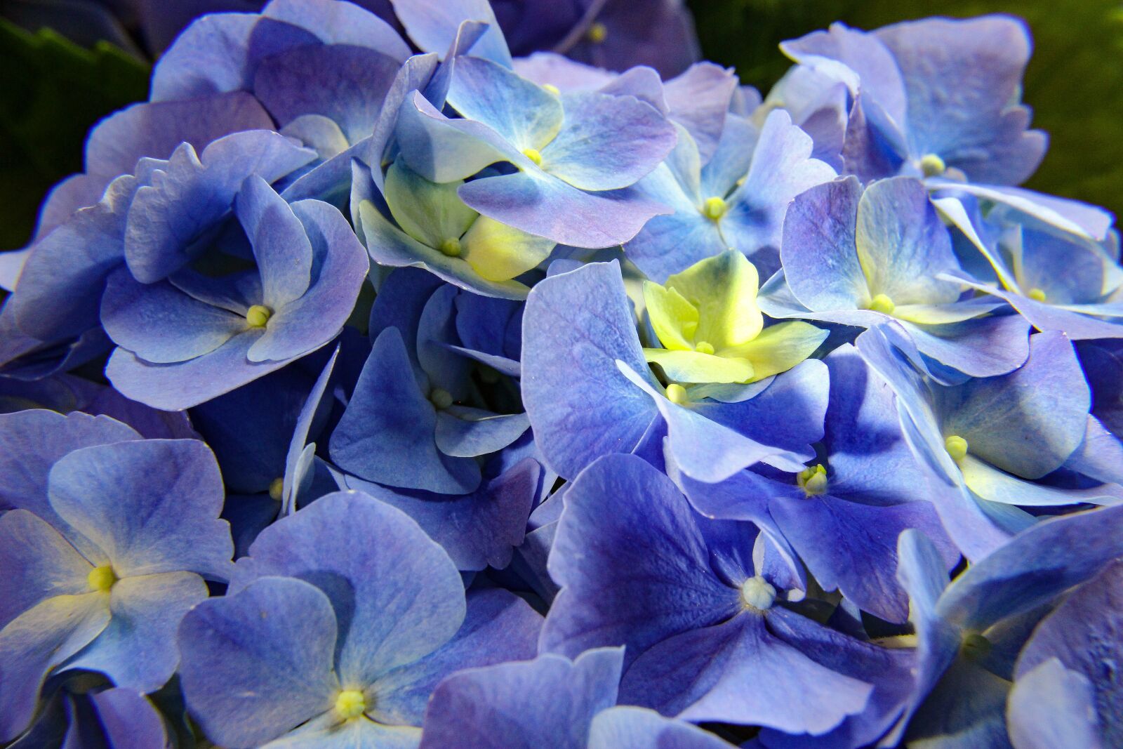 Canon EOS 600D (Rebel EOS T3i / EOS Kiss X5) sample photo. Flower, nature, flora photography