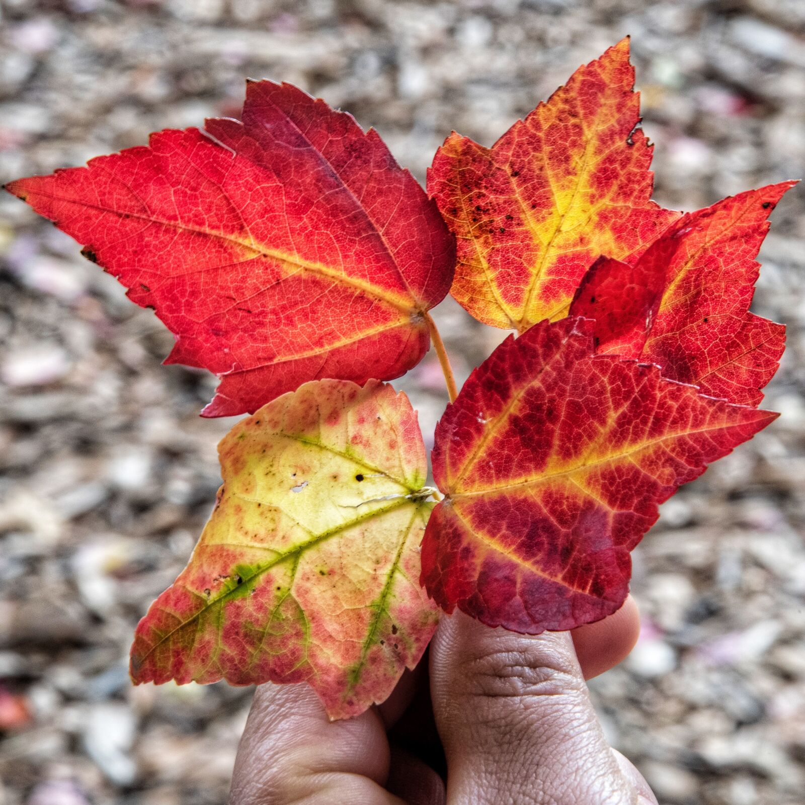 Nikon D810 sample photo. Nature, leaves, fall photography