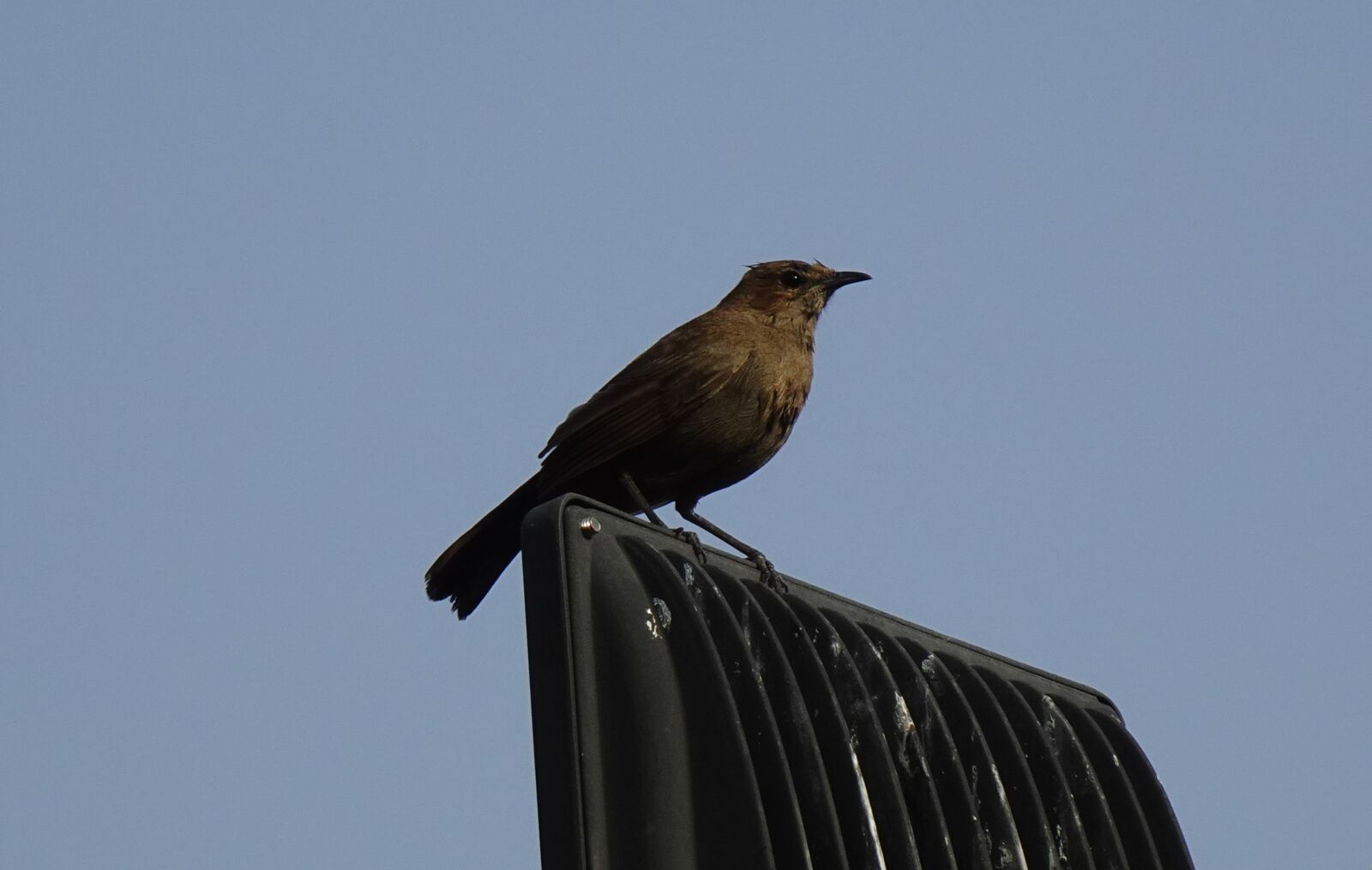 Sony DSC-WX800 sample photo. Bird, brown rock chat photography