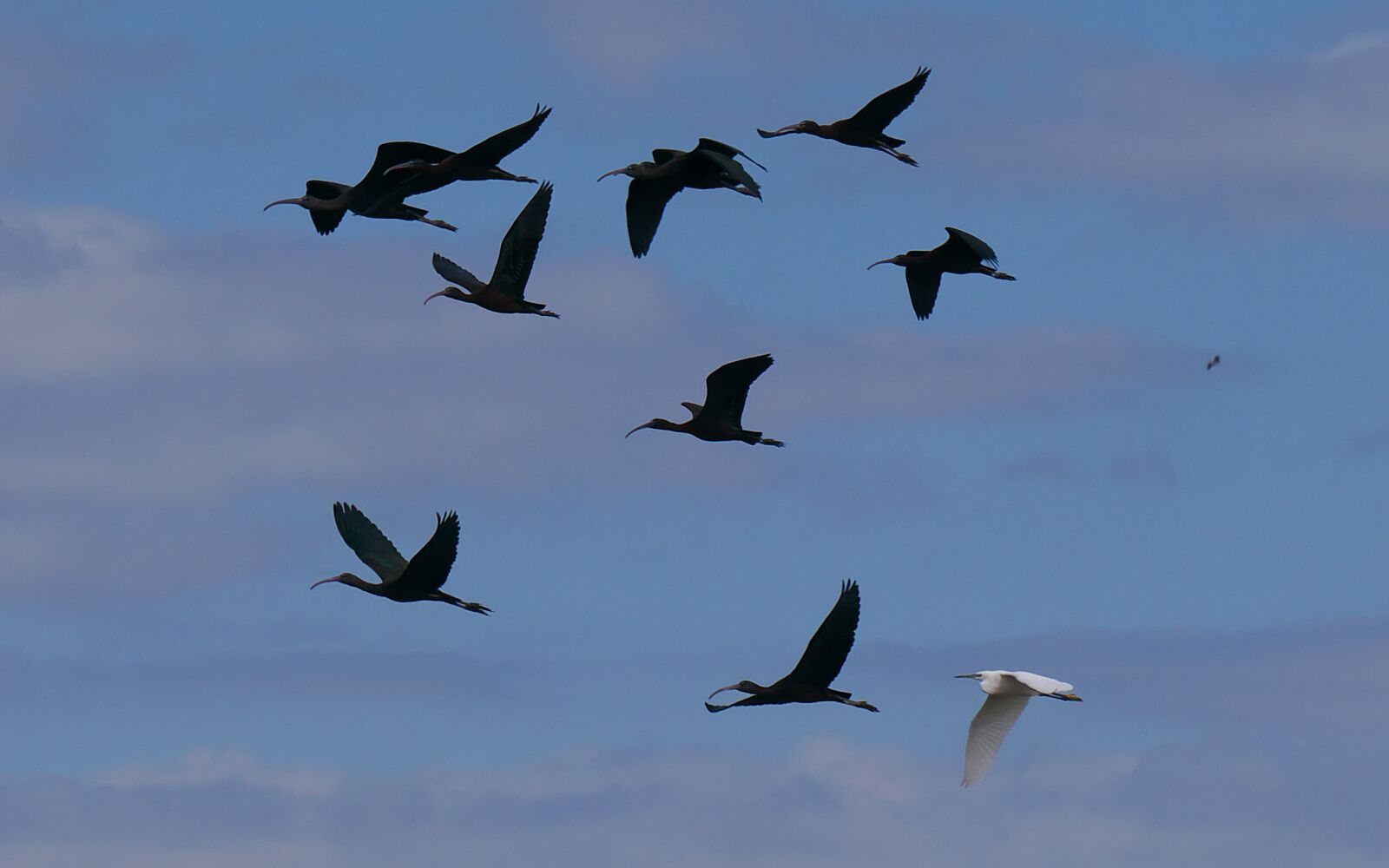 Panasonic Lumix DMC-GX7 sample photo. Fauna, birds, flight photography